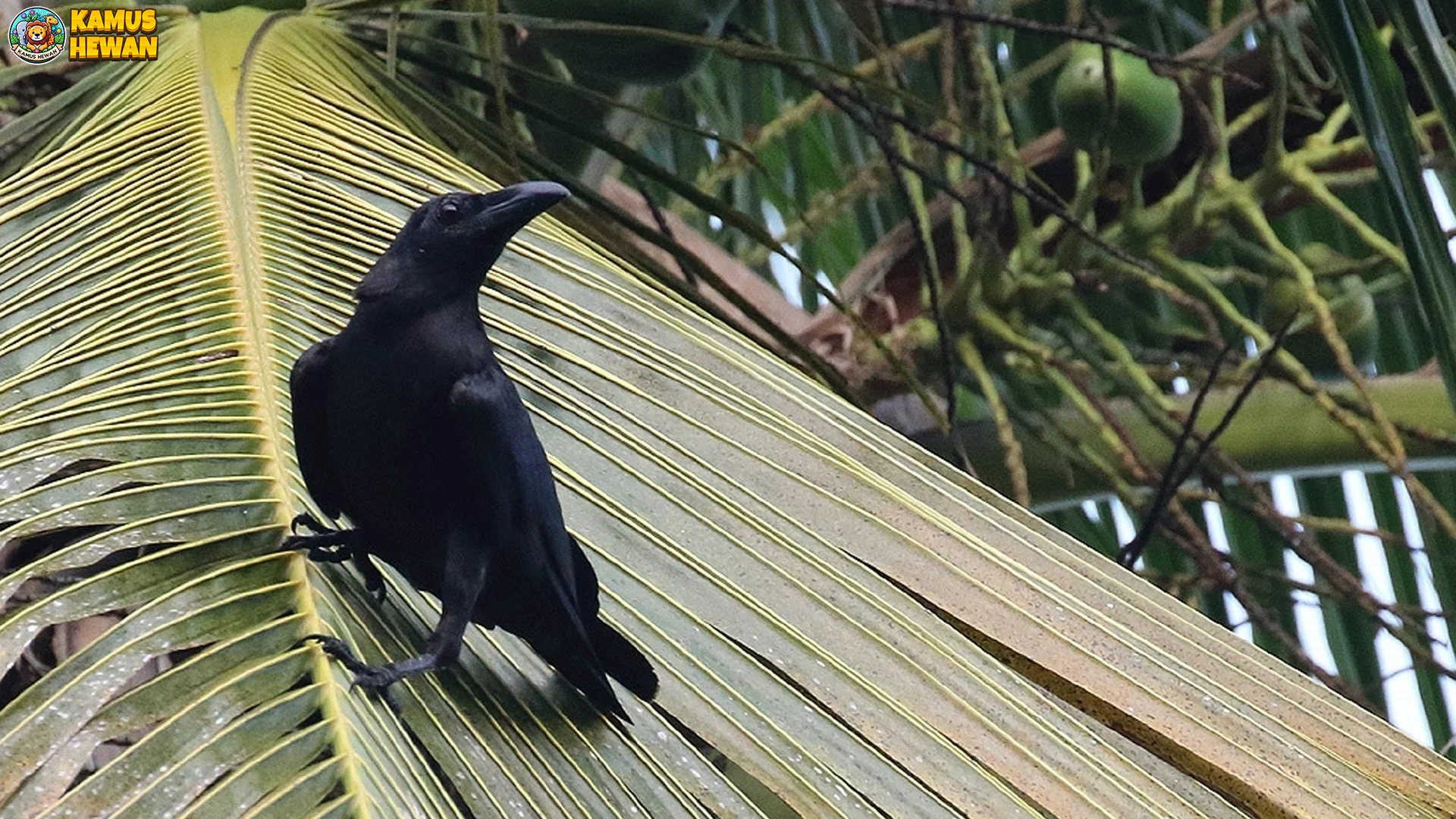 Hewan Gagak Hutan, 5 Keistimewaan Yang Membuat Peneliti Kagum