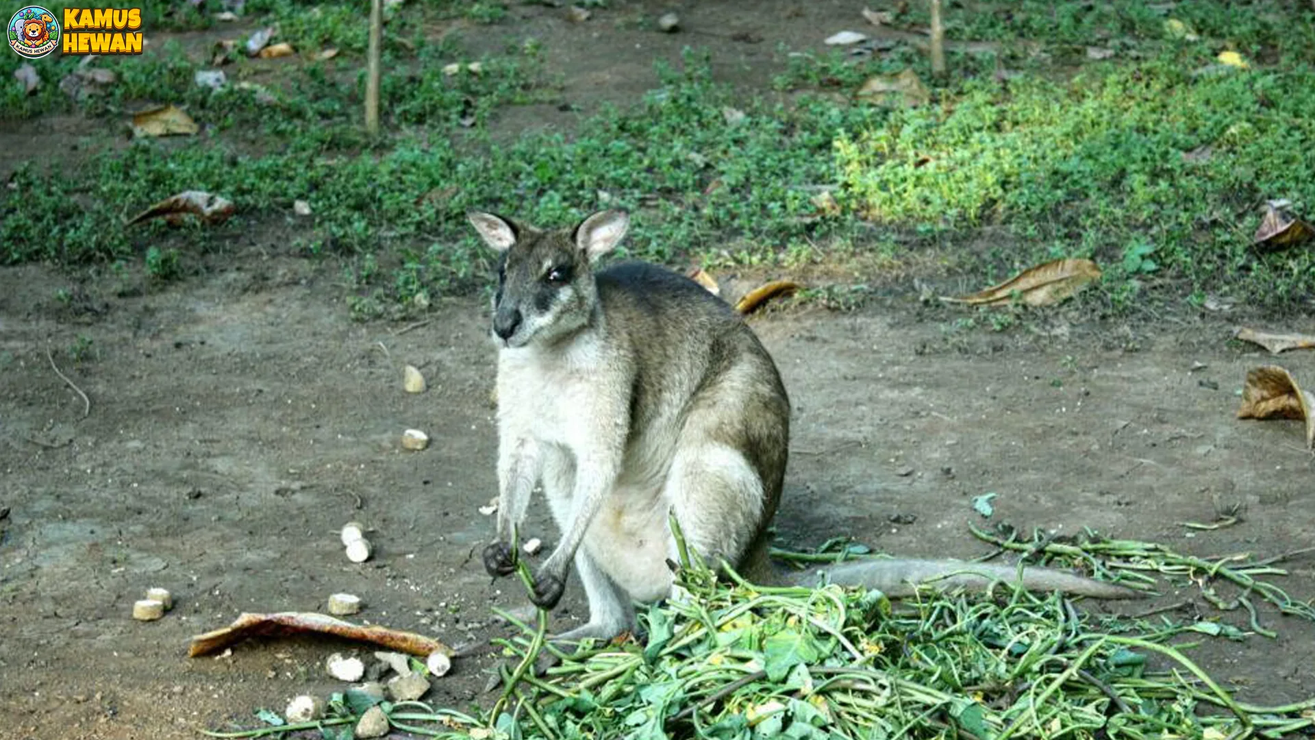 Pelandu Aru Perlihatkan 4 Karakteristik Fisik yang Memikat Peneliti 1 Pelandu Aru Perlihatkan 4 Karakteristik Fisik yang Memikat Peneliti