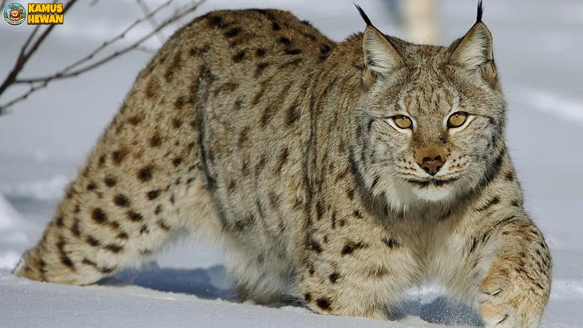 Hewan Kucing Kutub Perlihatkan 4 Bukti Unik Tentang Predator Arktik