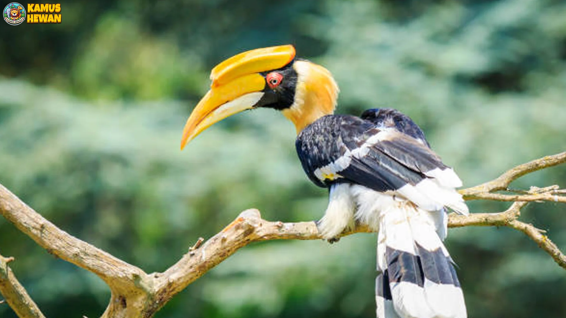 Rangkong Papan 5 Keunikan Satwa yang Bikin Kamu Terpesona