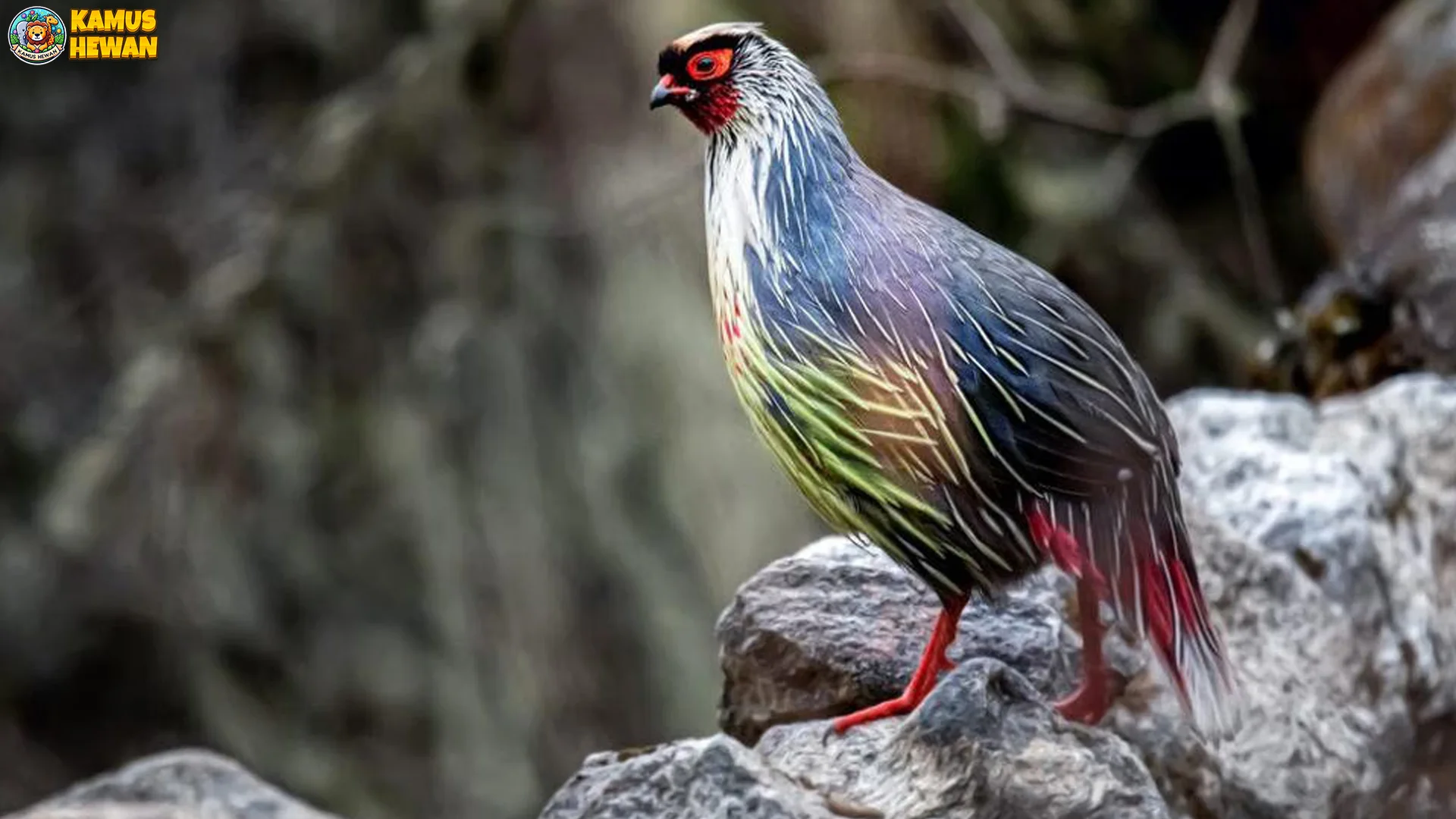 5 Gerakan Hewan Pegar Darah yang Pasti Bikin Kamu Terpesona 1 5 Gerakan Hewan Pegar Darah yang Pasti Bikin Kamu Terpesona