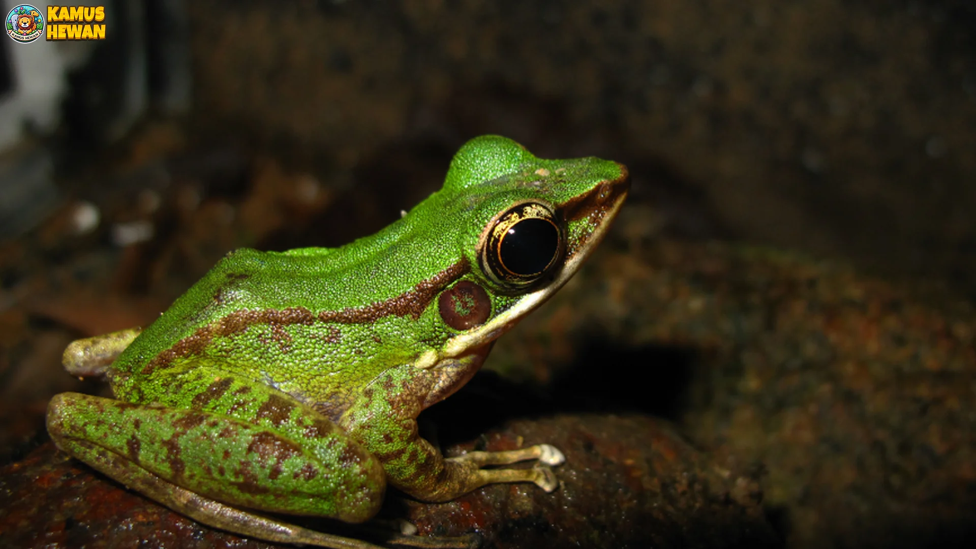 Kongkang Racun Tampilkan 4 Adaptasi Unik untuk Bertahan Hidup