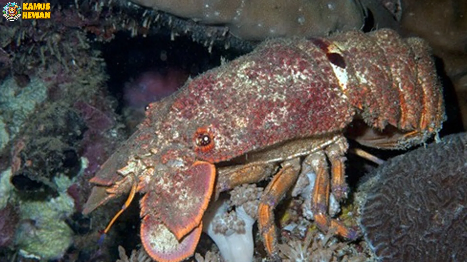 Capit Sandal Lobster Buka Tutup 8 Detik, Jebak Mangsa Kecil Instan Parah