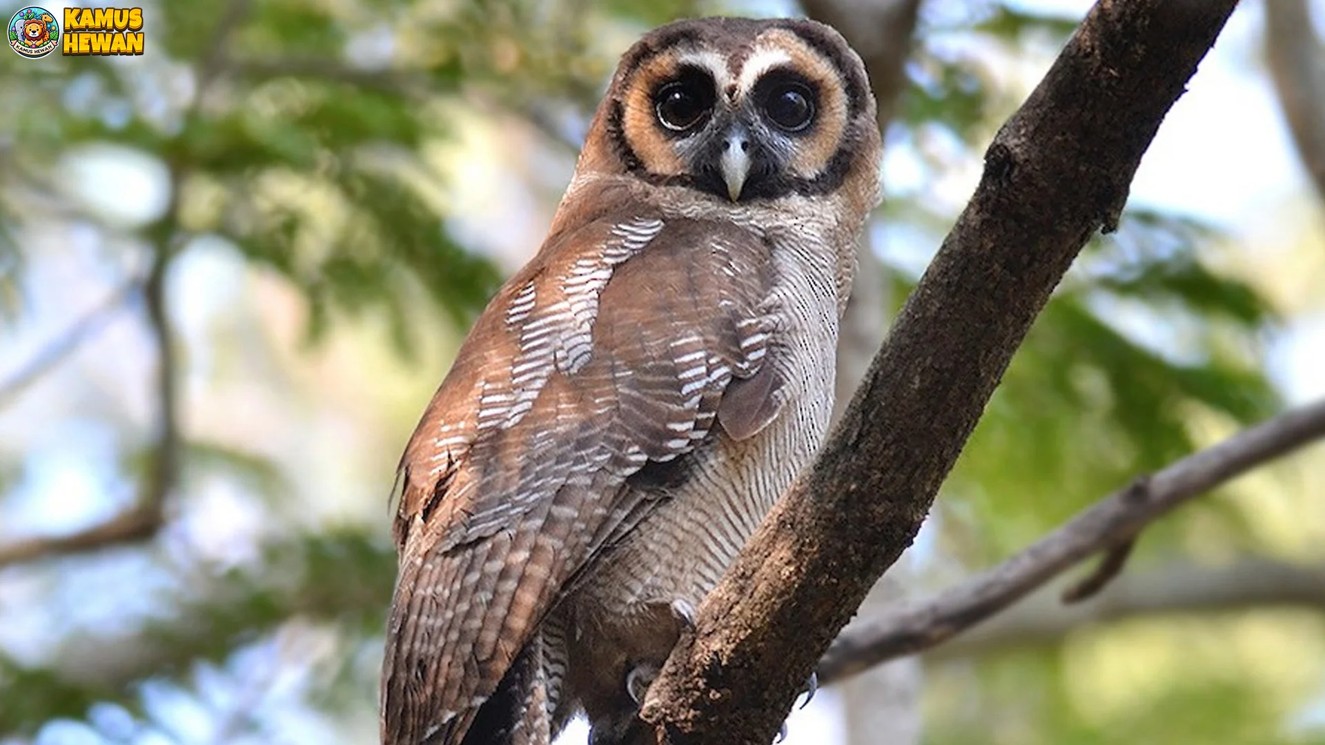Penjelasan Lengkap Burung Kukuk Beluk, 5 Ciri Fisik Uniknya 2 Penjelasan Lengkap Burung Kukuk Beluk, 5 Ciri Fisik Uniknya