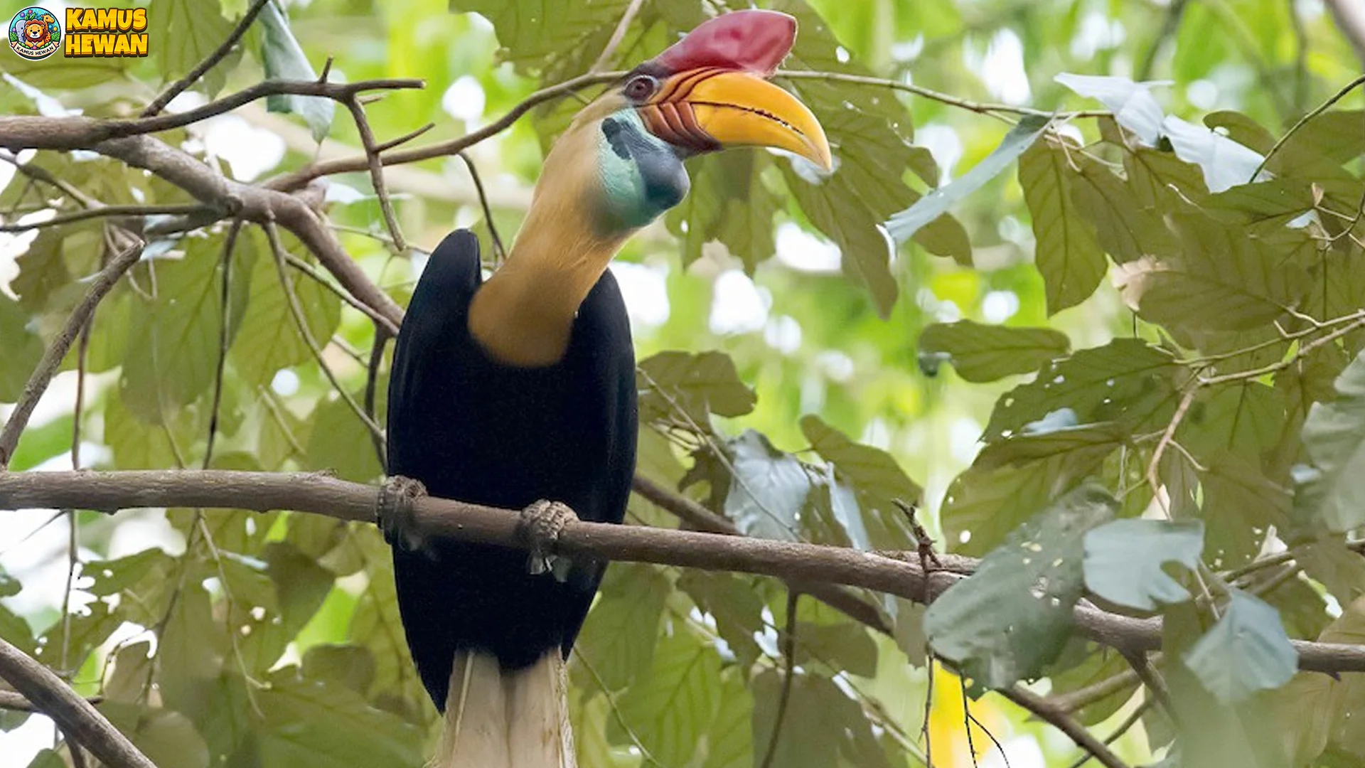 Perilaku Unik Julang Sulawesi Sosial, Berkelompok 20 Ekor Berisik Terbang