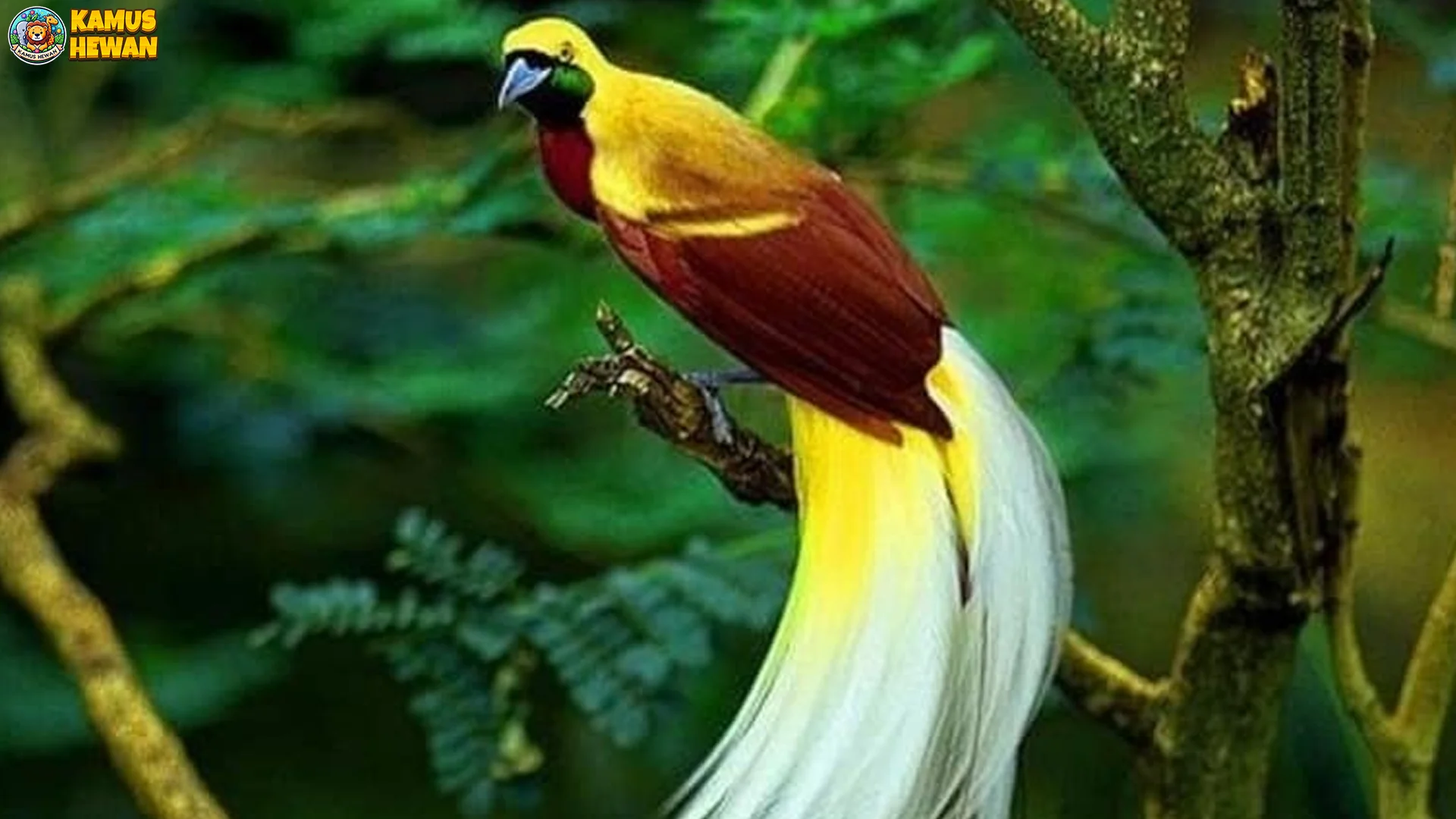 Menyaksikan Burung Paradisaea dalam 5 Habitat Alam Terbuka 3 Menyaksikan Burung Paradisaea dalam 5 Habitat Alam Terbuka