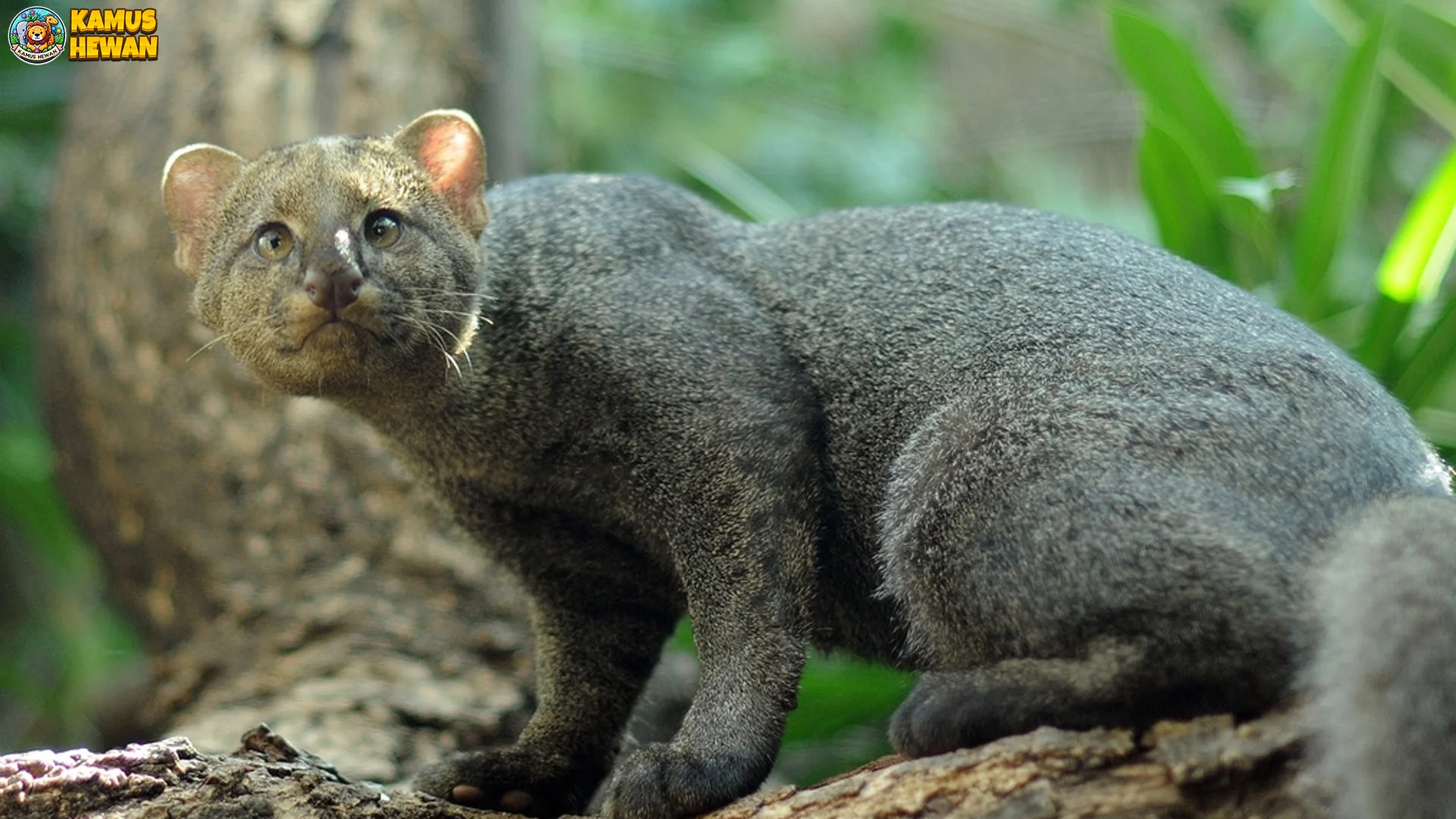 Warna Bulu Jaguarundi: 5 Varian Gaul yang Jarang Keliatan