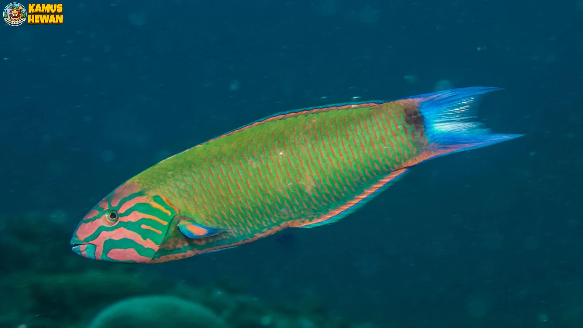 Rahasia 4 Warna Hijau Bayaman yang Bikin Terumbu Karang Hidup 1 Rahasia 4 Warna Hijau Bayaman yang Bikin Terumbu Karang Hidup