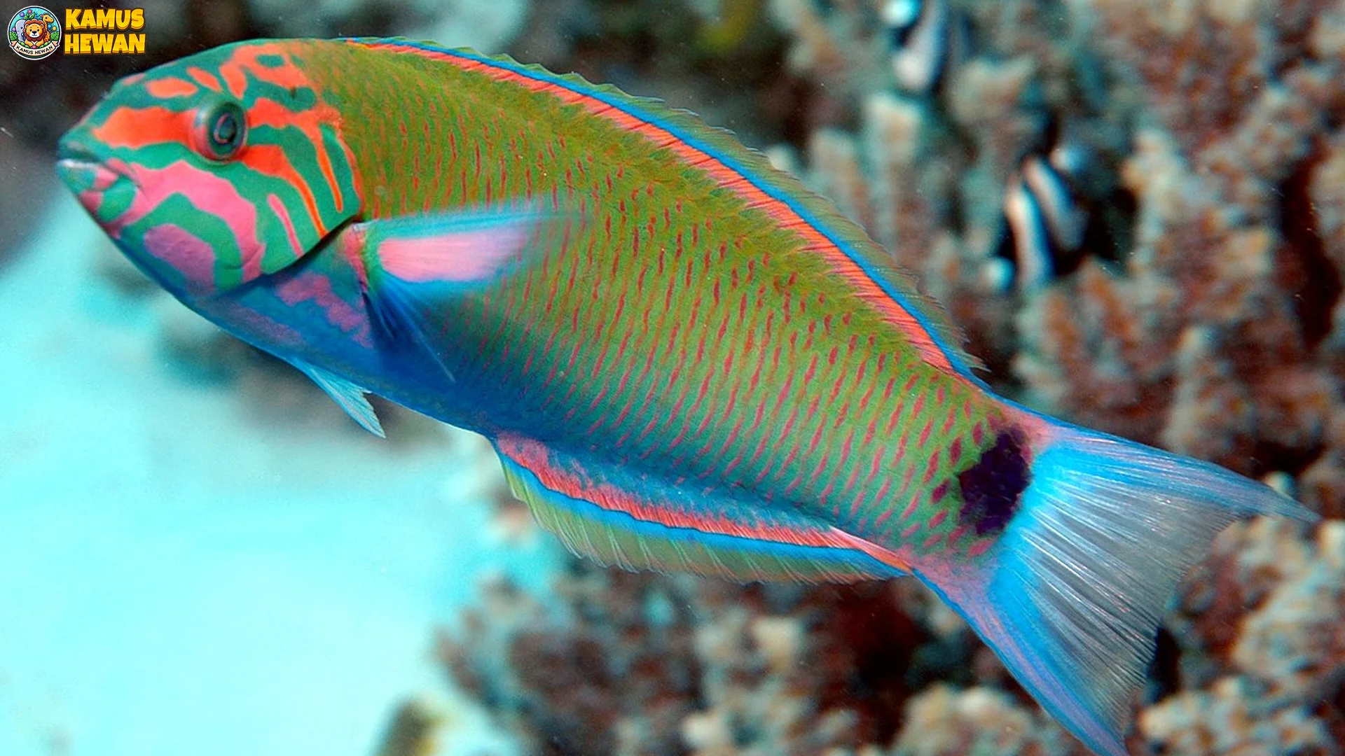 Rahasia 4 Warna Hijau Bayaman yang Bikin Terumbu Karang Hidup 2 Rahasia 4 Warna Hijau Bayaman yang Bikin Terumbu Karang Hidup