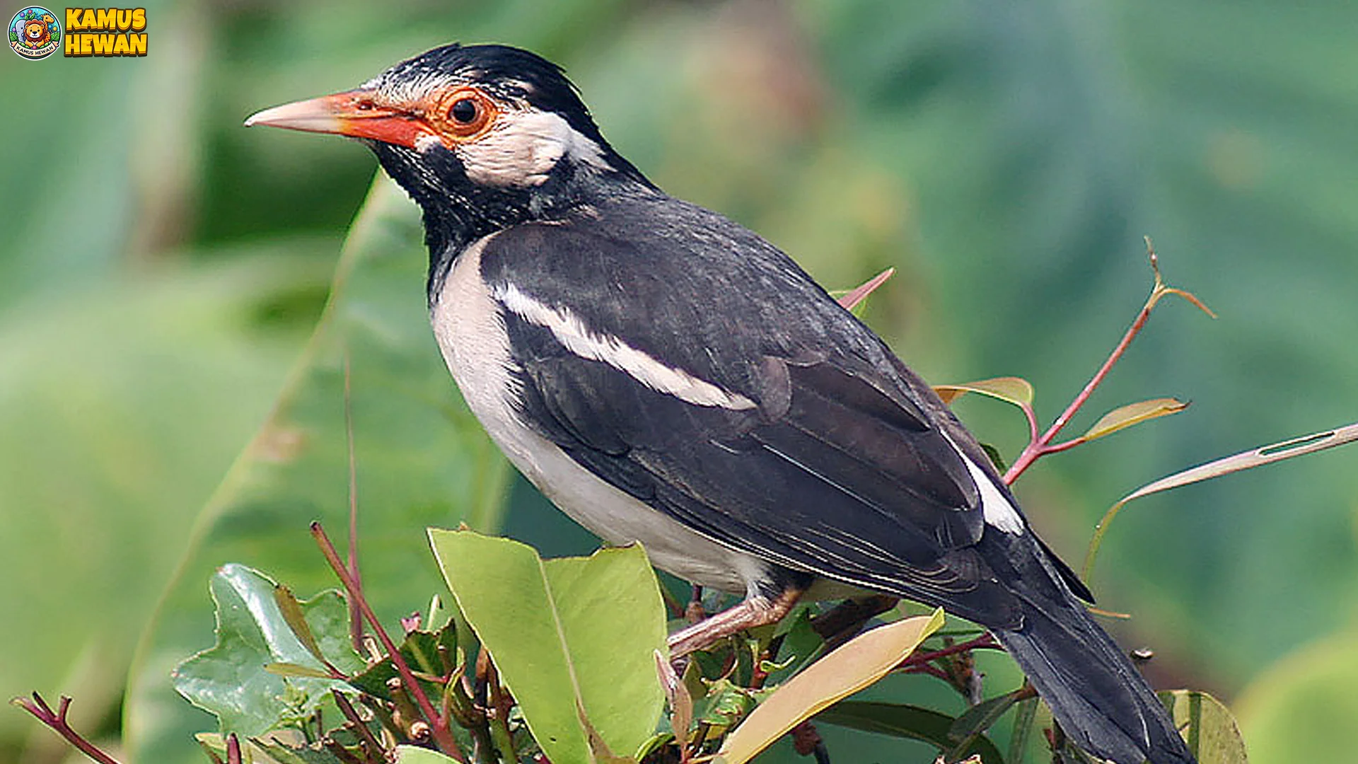 4 Warna Bulu Dan Ciri Khas Burung Jalak Suren Di Alam Liar 2 4 Warna Bulu Dan Ciri Khas Burung Jalak Suren Di Alam Liar