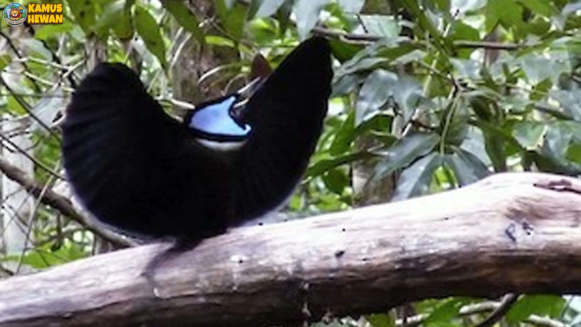 4 Perilaku Burung Toowa Cemerlang dan Adaptasinya di Alam Liar 2 4 Perilaku Burung Toowa Cemerlang dan Adaptasinya di Alam Liar