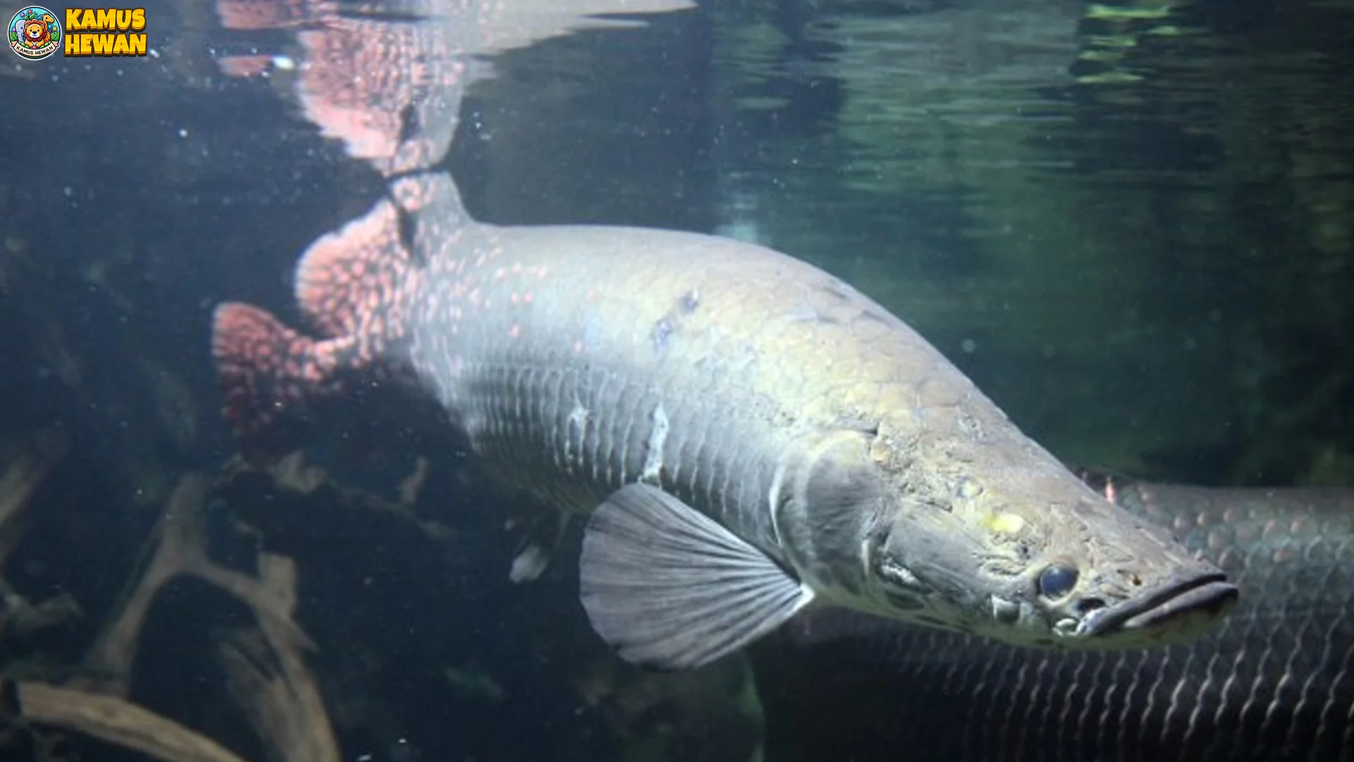 5 Fakta Ikan Arapaima yang Jarang Diketahui oleh Penggemar Fauna 2 5 Fakta Ikan Arapaima yang Jarang Diketahui oleh Penggemar Fauna