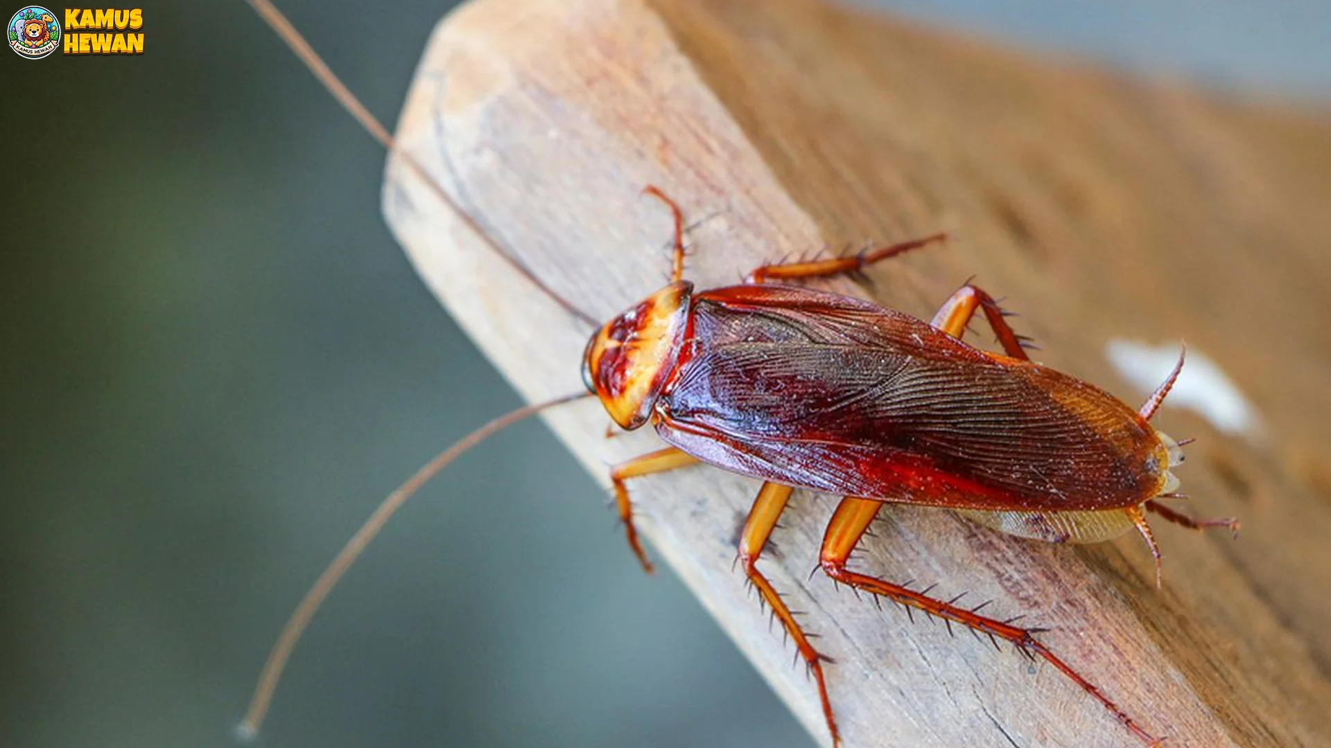 Kecoak Asia Bisa Bergerak Cepat Hingga 2 Meter Per Detik 1 Kecoak Asia Bisa Bergerak Cepat Hingga 2 Meter Per Detik