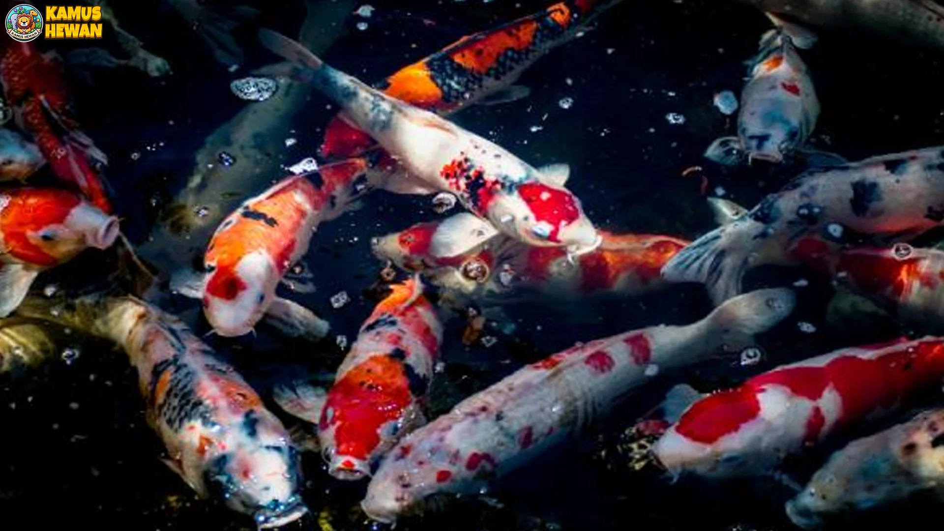 5 Karakteristik Ikan Koi Kohaku yang Membuatnya Populer di Kolam 1 5 Karakteristik Ikan Koi Kohaku yang Membuatnya Populer di Kolam