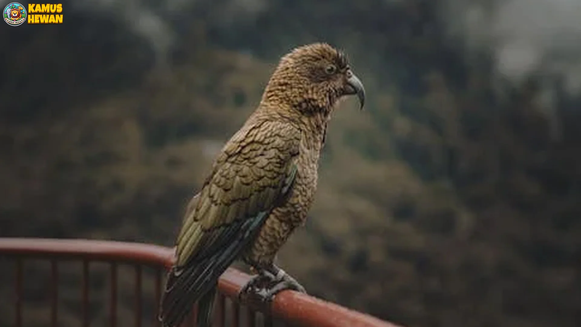 5 Hal Keren Tentang Beo Selandia Baru Yang Harus Kamu Tahu 1 5 Hal Keren Tentang Beo Selandia Baru Yang Harus Kamu Tahu