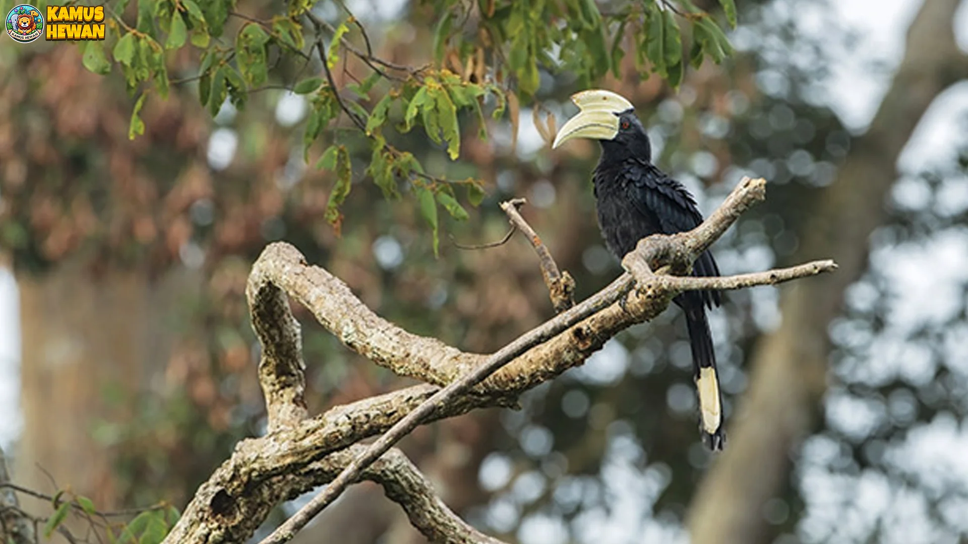 Kangkareng Hitam Memikat Peneliti Dengan 4 Pola Hidup Yang Unik 1 Kangkareng Hitam Memikat Peneliti Dengan 4 Pola Hidup Yang Unik