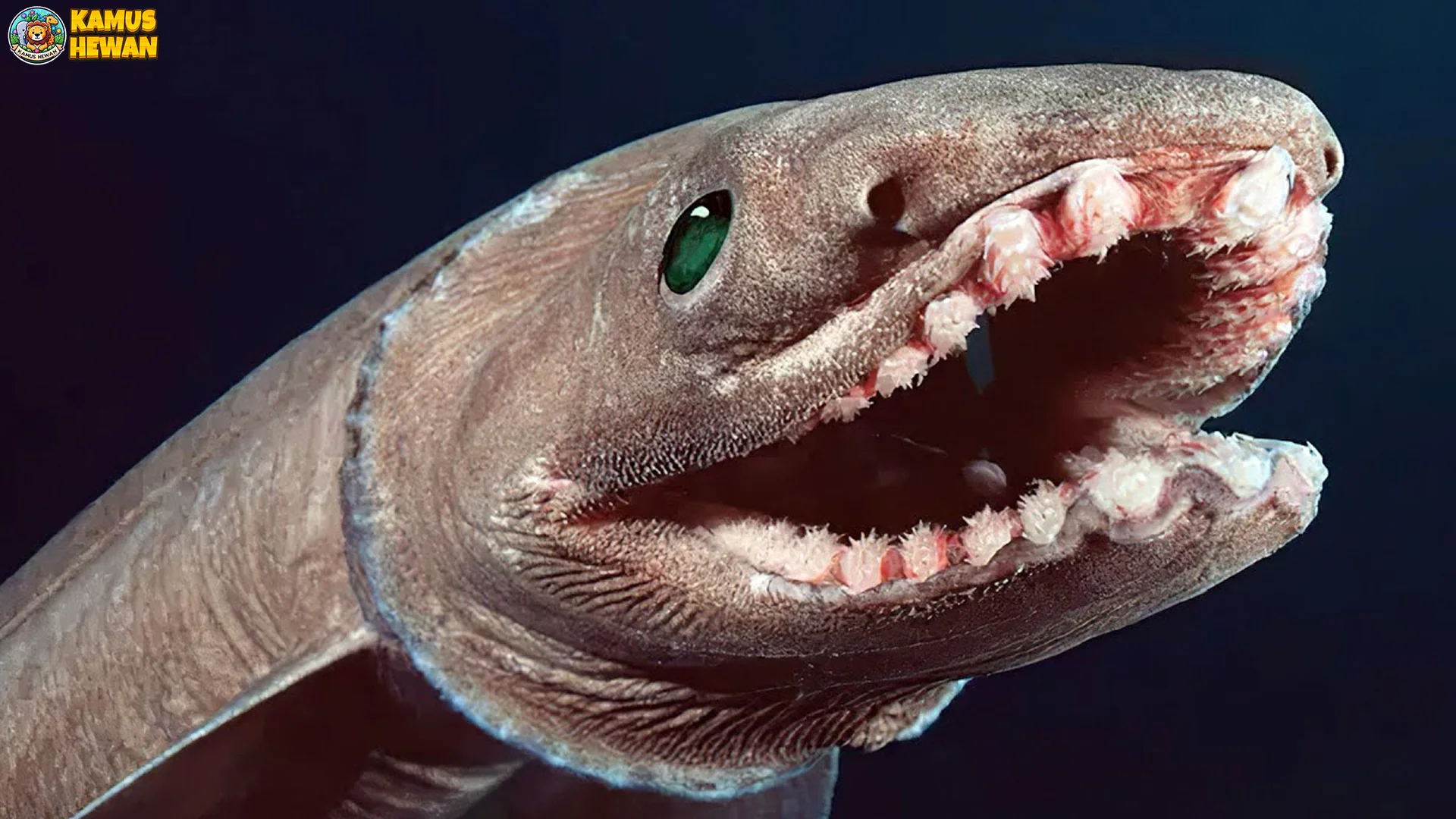 Hewan Hiu Berjumbai 5 Terbesar dan Paling Misterius di Dunia Laut