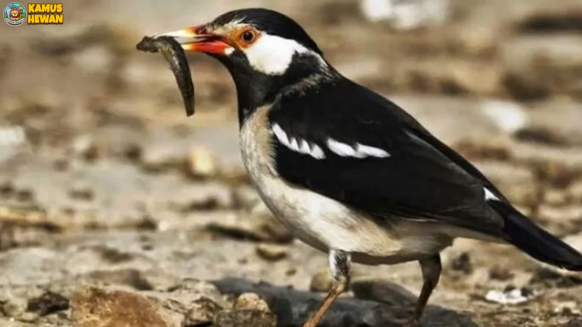 4 Warna Bulu Dan Ciri Khas Burung Jalak Suren Di Alam Liar 1 4 Warna Bulu Dan Ciri Khas Burung Jalak Suren Di Alam Liar