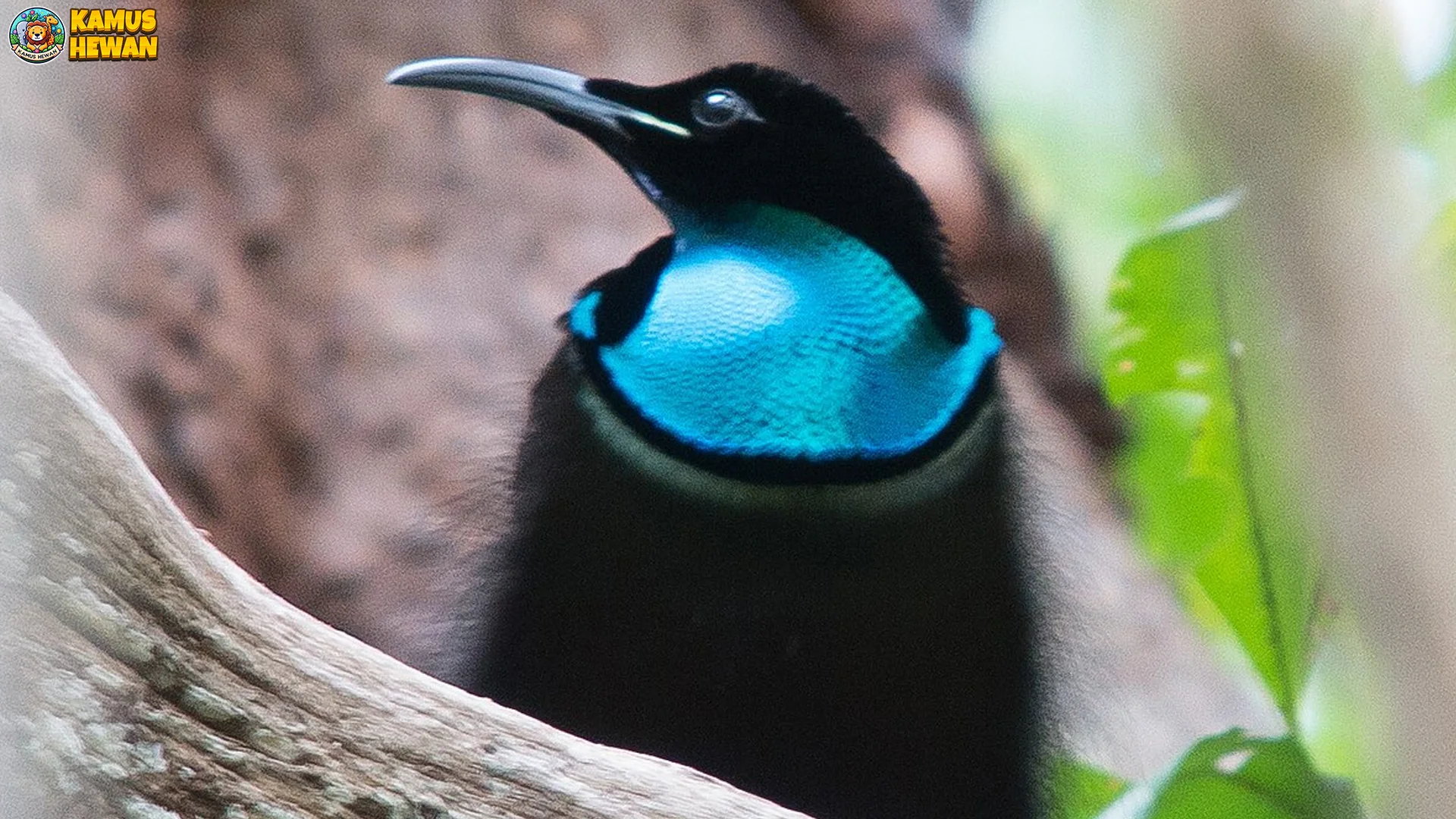 4 Perilaku Burung Toowa Cemerlang dan Adaptasinya di Alam Liar 1 4 Perilaku Burung Toowa Cemerlang dan Adaptasinya di Alam Liar