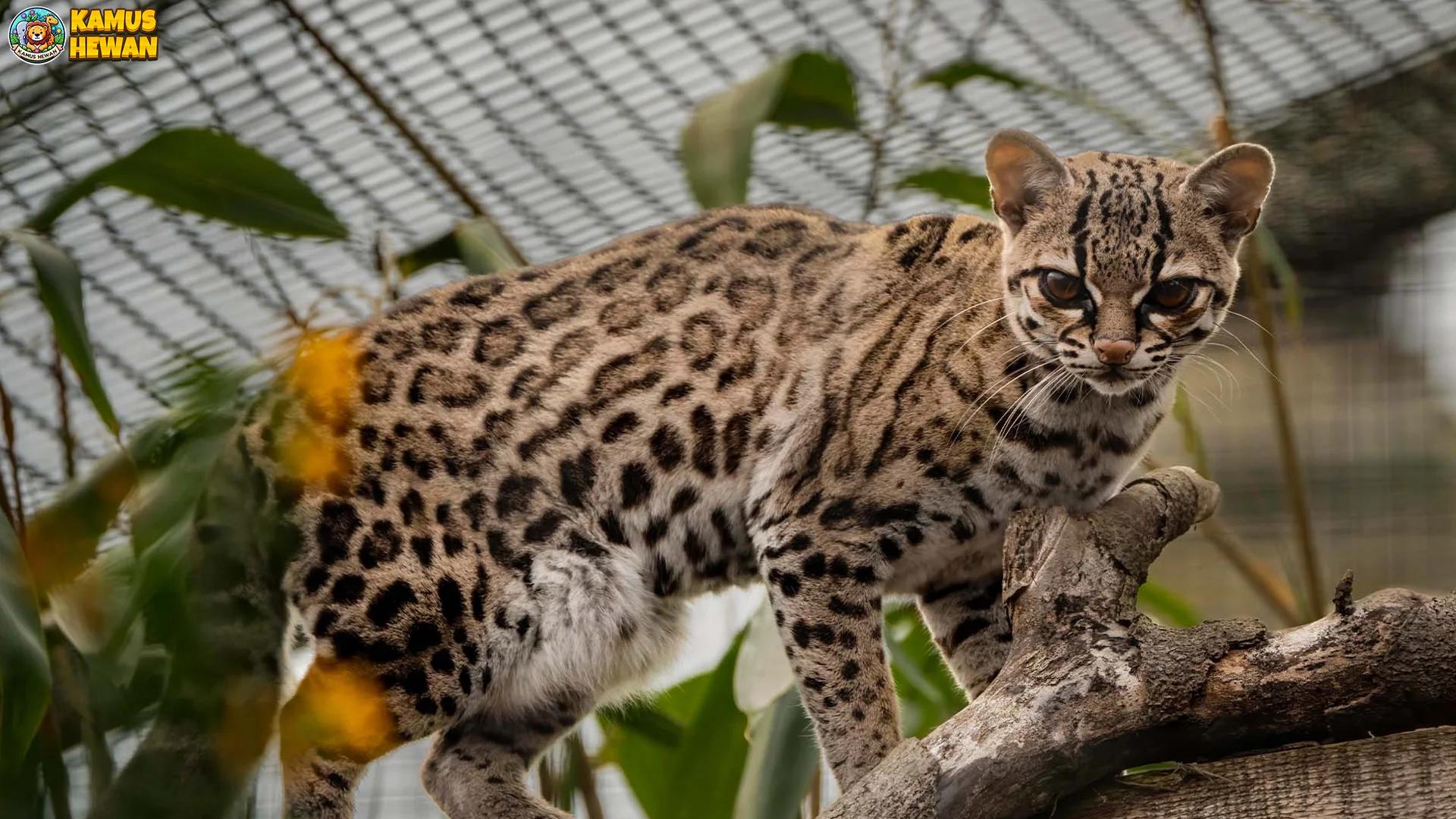 Margay Tampilkan 5 Ciri Unik Yang Jarang Diketahui Pecinta Satwa