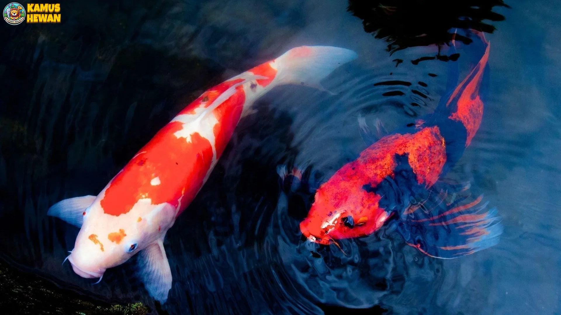 5 Karakteristik Ikan Koi Kohaku yang Membuatnya Populer di Kolam 2 5 Karakteristik Ikan Koi Kohaku yang Membuatnya Populer di Kolam