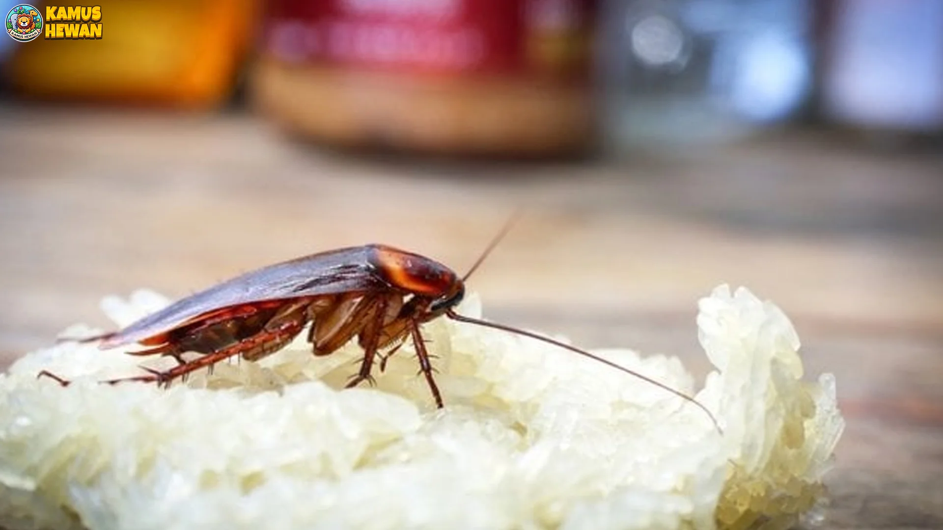 Kecoak Asia Bisa Bergerak Cepat Hingga 2 Meter Per Detik 2 Kecoak Asia Bisa Bergerak Cepat Hingga 2 Meter Per Detik