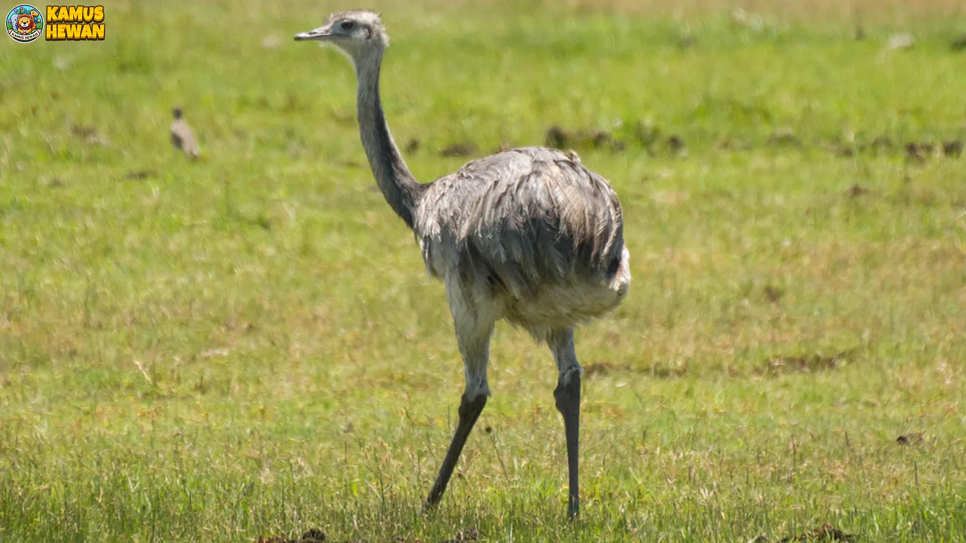 4 Perilaku Unik Rheiformes Yang Jarang Diamati Di Alam Bebas