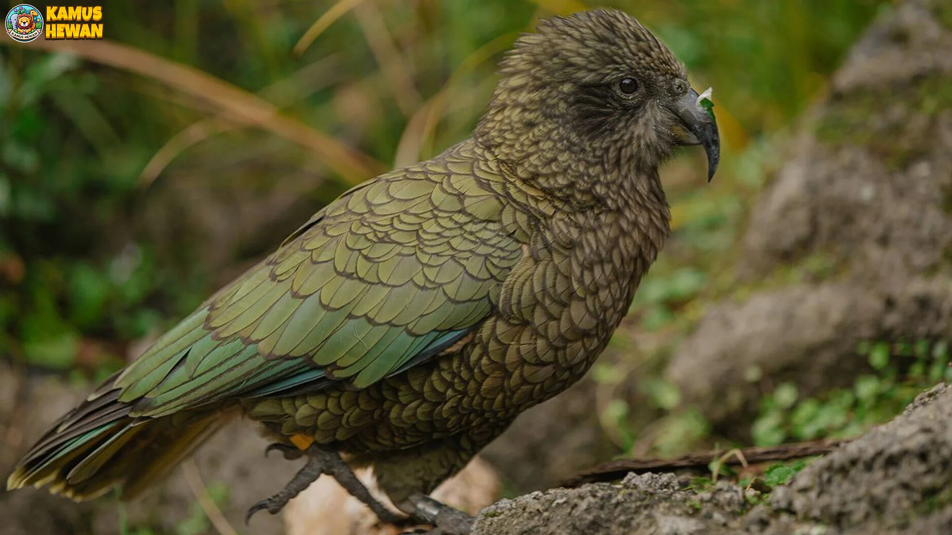 5 Hal Keren Tentang Beo Selandia Baru Yang Harus Kamu Tahu 2 5 Hal Keren Tentang Beo Selandia Baru Yang Harus Kamu Tahu