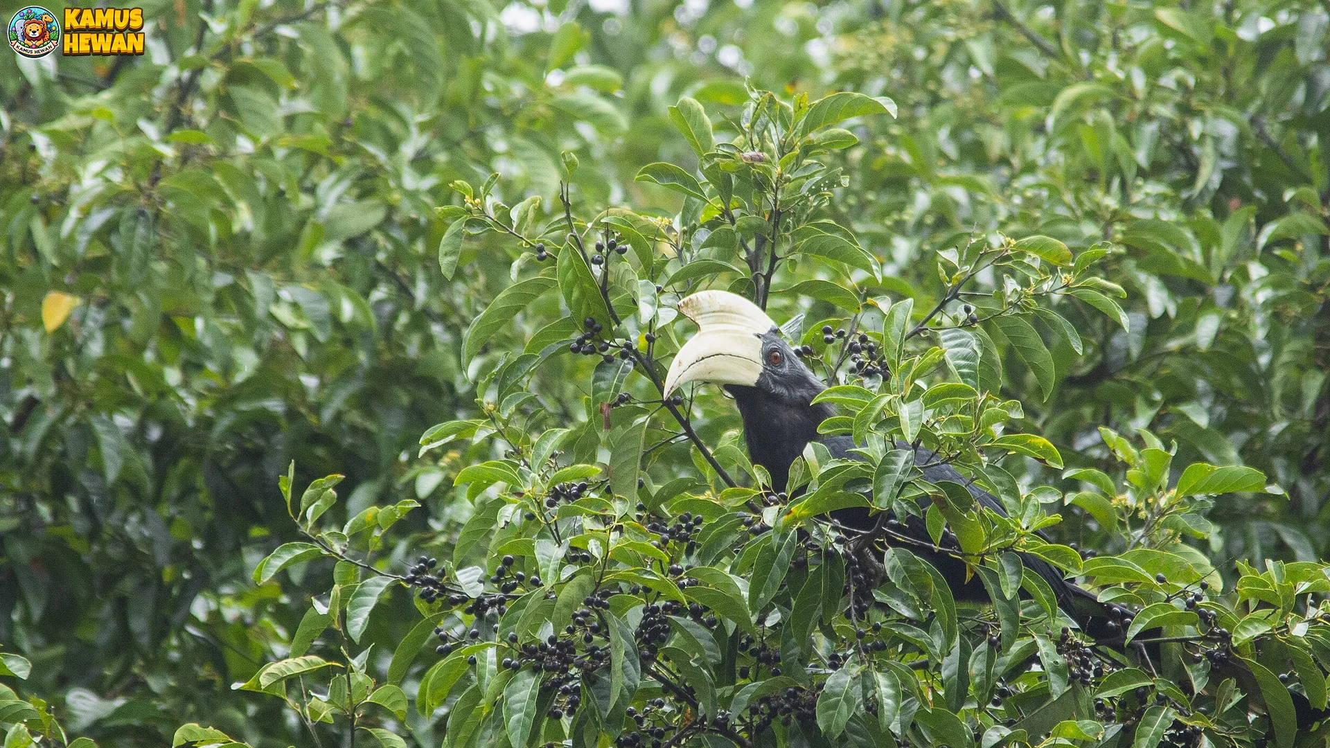 Kangkareng Hitam Memikat Peneliti Dengan 4 Pola Hidup Yang Unik 2 Kangkareng Hitam Memikat Peneliti Dengan 4 Pola Hidup Yang Unik