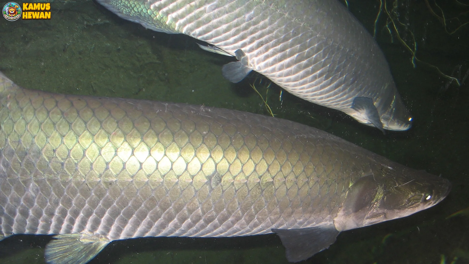 5 Fakta Ikan Arapaima yang Jarang Diketahui oleh Penggemar Fauna 1 5 Fakta Ikan Arapaima yang Jarang Diketahui oleh Penggemar Fauna