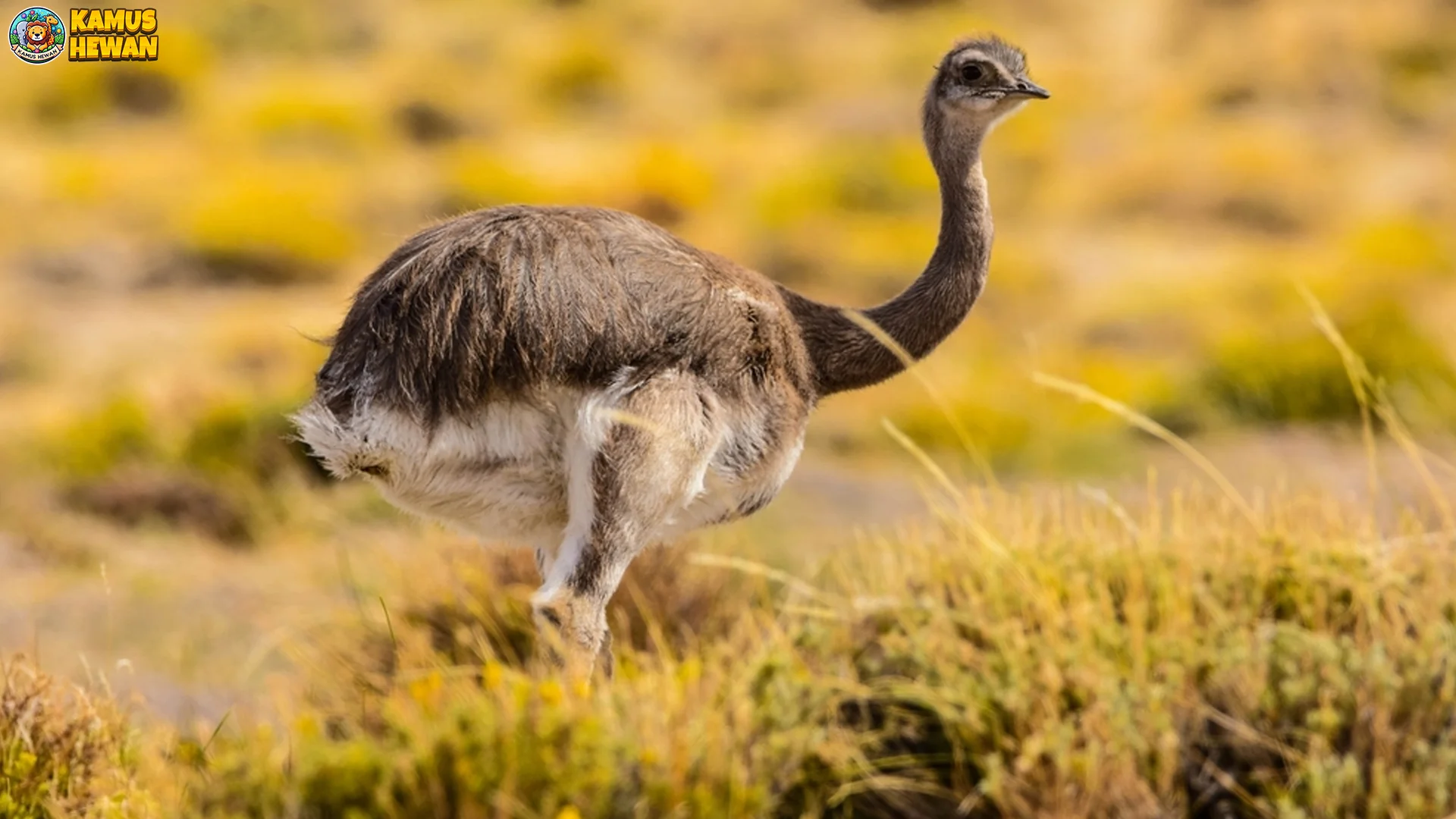4 Perilaku Unik Rheiformes Yang Jarang Diamati Di Alam Bebas
