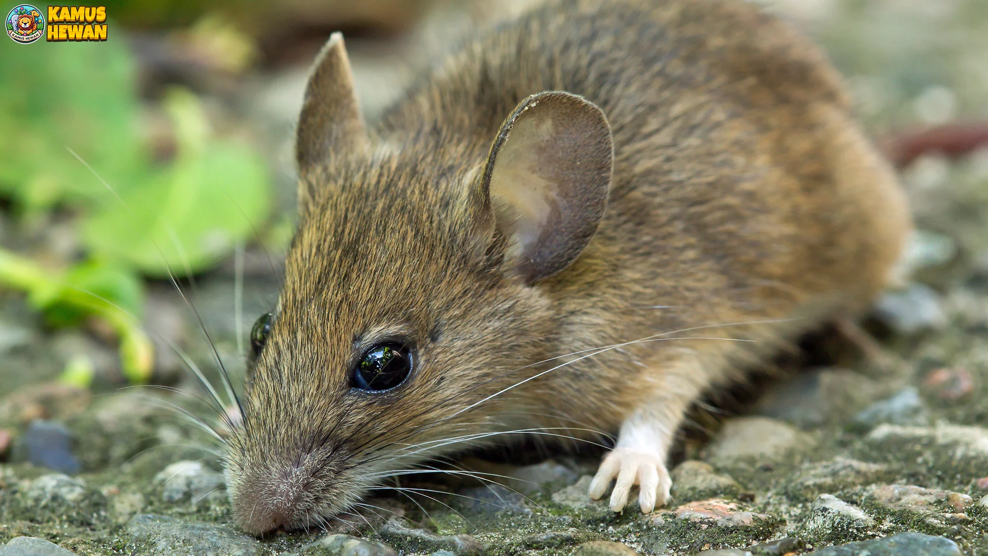 Tikus Hutan dan 4 Perilaku Sosial Yang Menjadi Daya Tarik Baru 1 Tikus Hutan dan 4 Perilaku Sosial Yang Menjadi Daya Tarik Baru