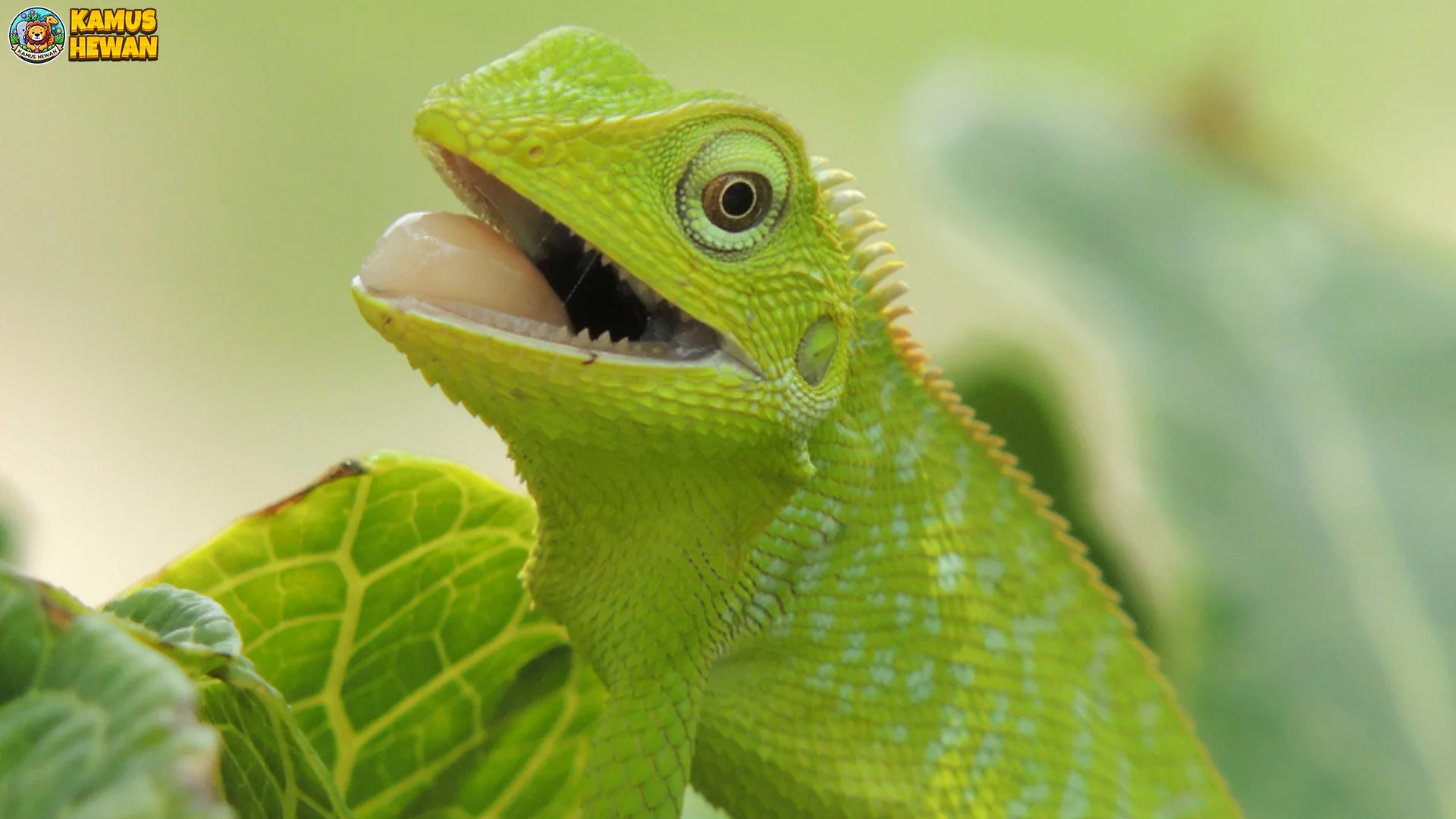 Hewan Bunglon Dengan 5 Strategi Bertahan Hidup Di Habitat Alami