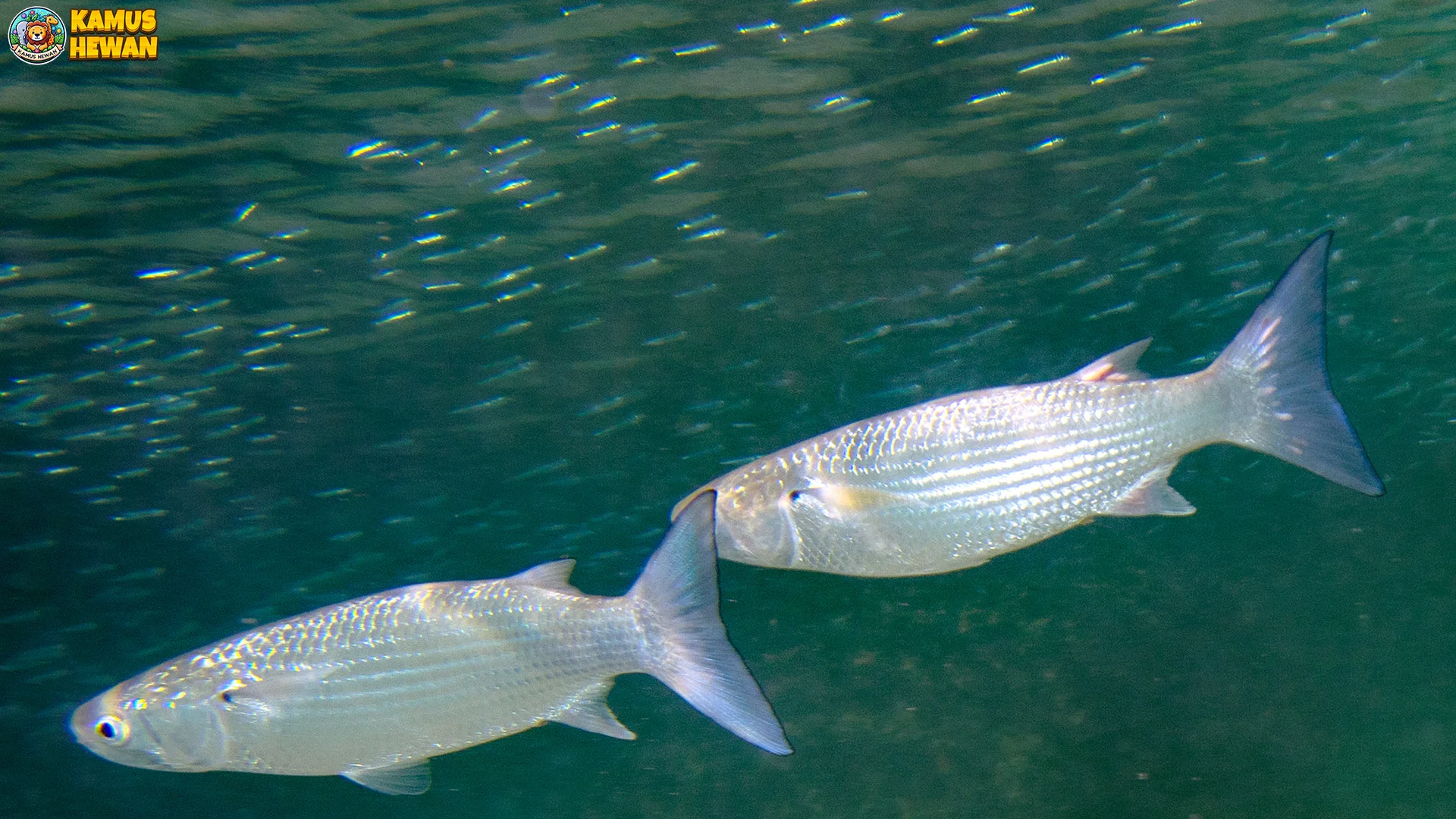 Ikan Belanak 4 Habitat Alami Dan Kondisi Lingkungan Yang Ideal Untuk Hidup