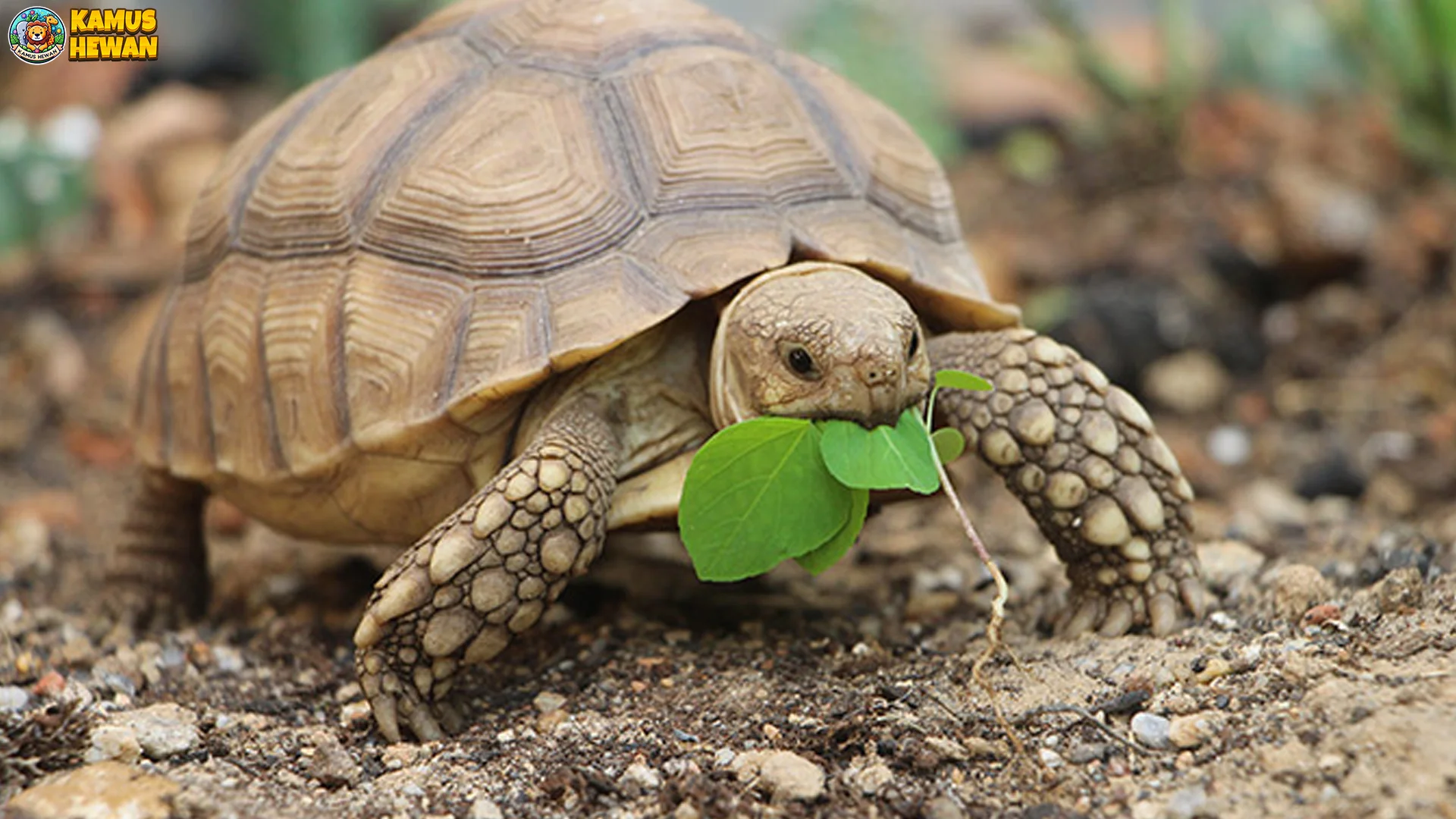 Kura Kura Bisa Menunjukkan 4 Kebiasaan Lucu Yang Jarang Dilihat