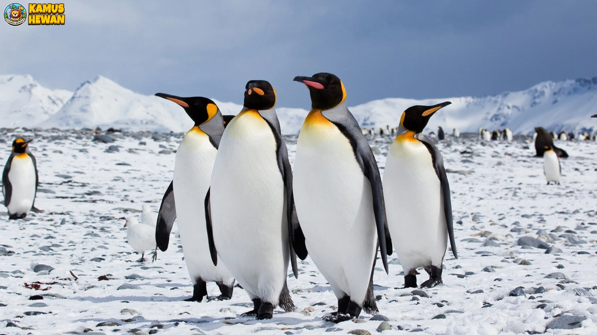 Adaptasi Hebat Penguin Bertahan di Suhu Ekstrem 2026