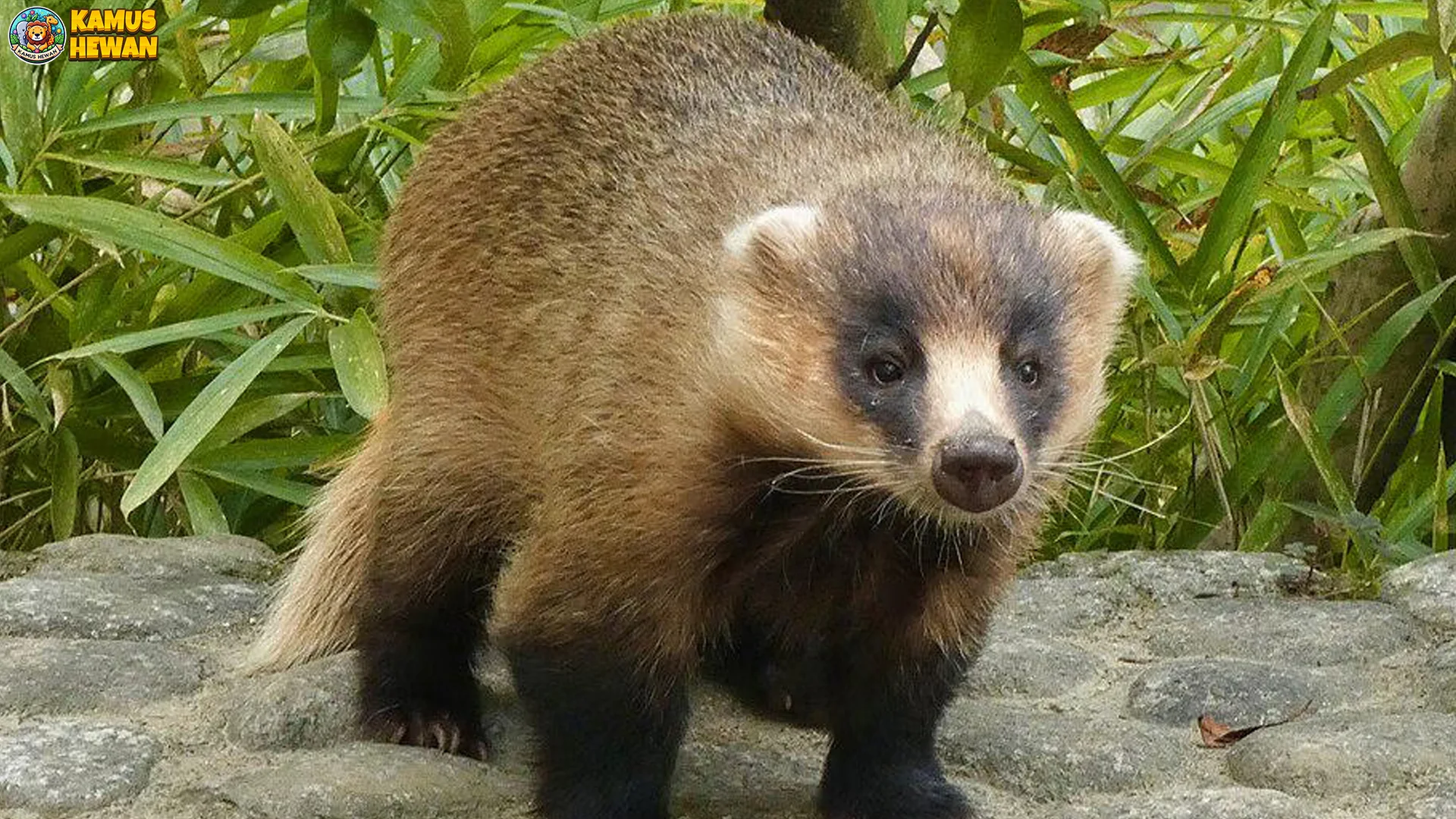 Pola Hidup Teledu Jepang 5 Strategi Bertahan Hidup di Alam Liar