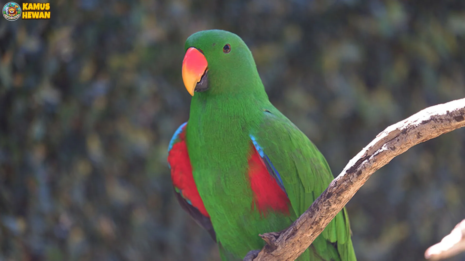 Nuri Bayan dan 4 Perbedaan Penting Antara Jenis Yang Sering Dijumpai