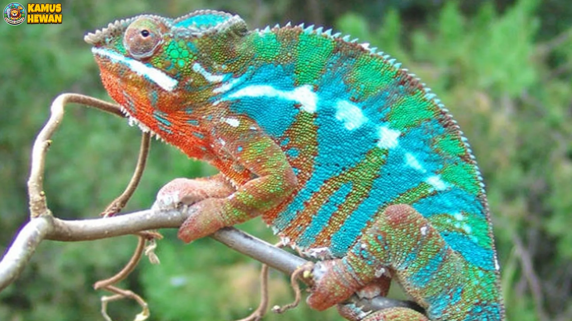 Hewan Bunglon Dengan 5 Strategi Bertahan Hidup Di Habitat Alami