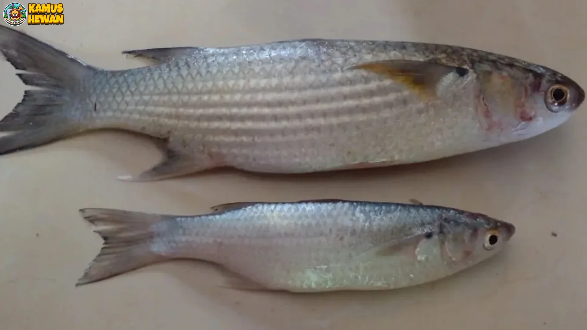 Ikan Belanak 4 Habitat Alami Dan Kondisi Lingkungan Yang Ideal Untuk Hidup