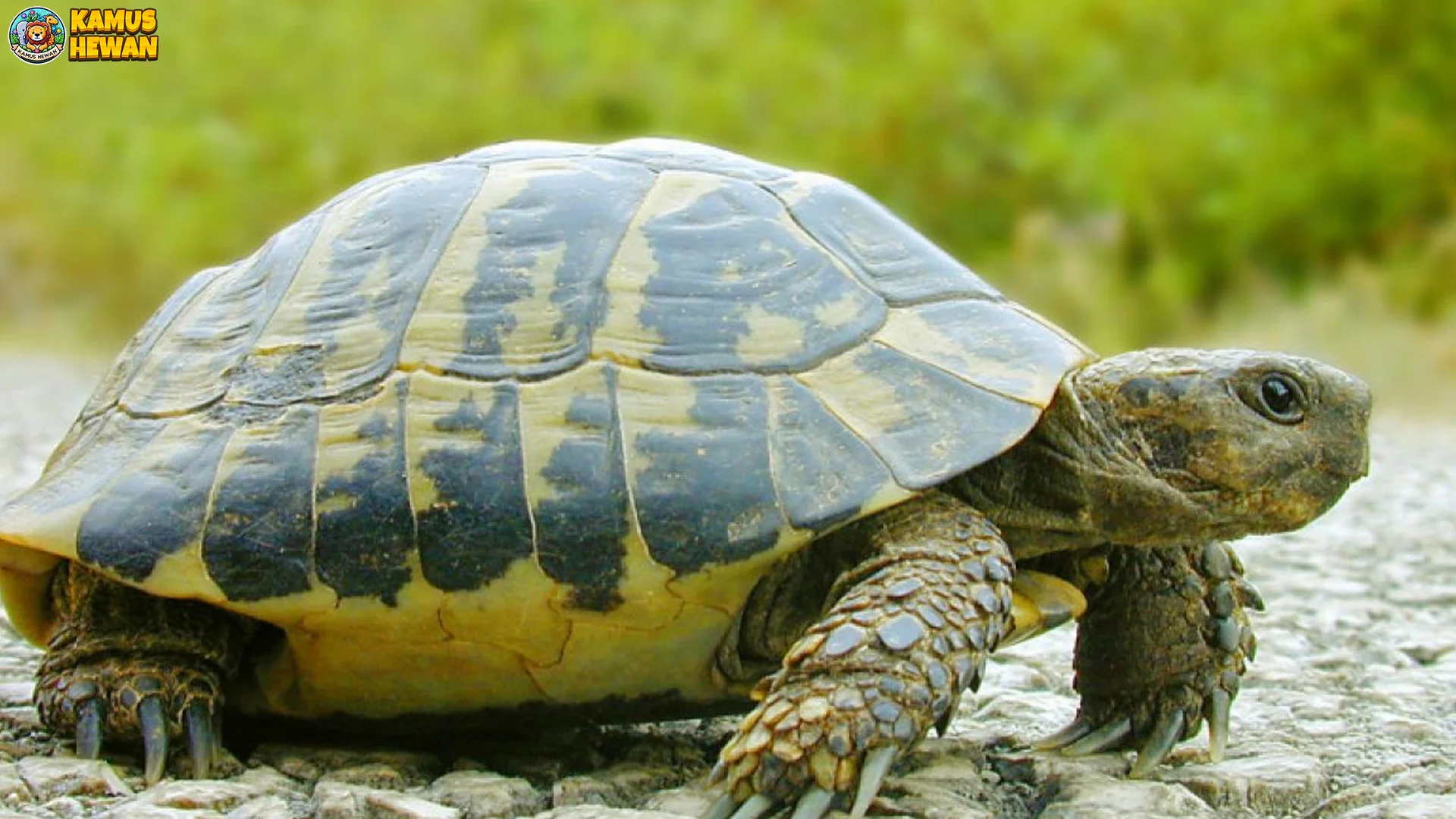 Kura Kura Bisa Menunjukkan 4 Kebiasaan Lucu Yang Jarang Dilihat