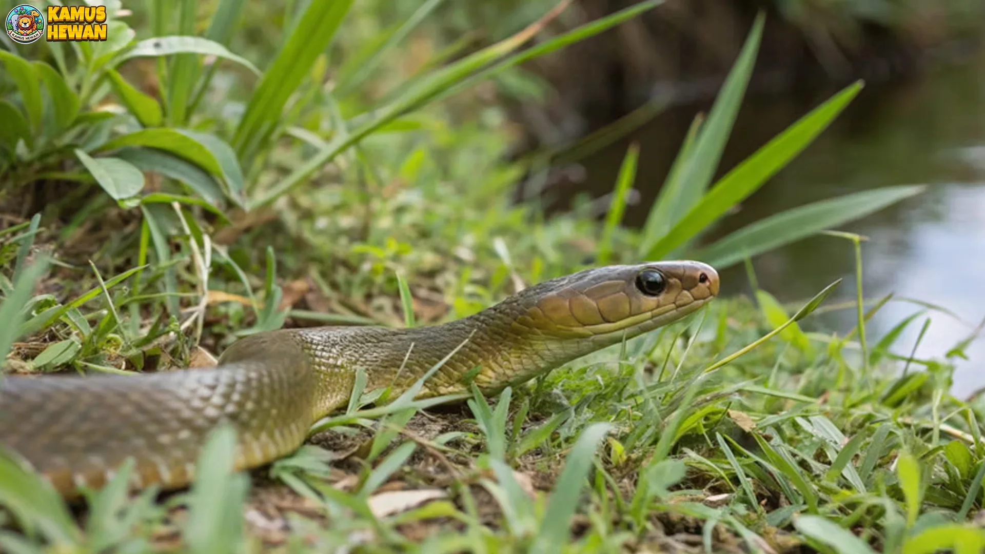 5 Perilaku Unik Ular Sawah Yang Menunjukkan Kecerdasan Adaptasi 
