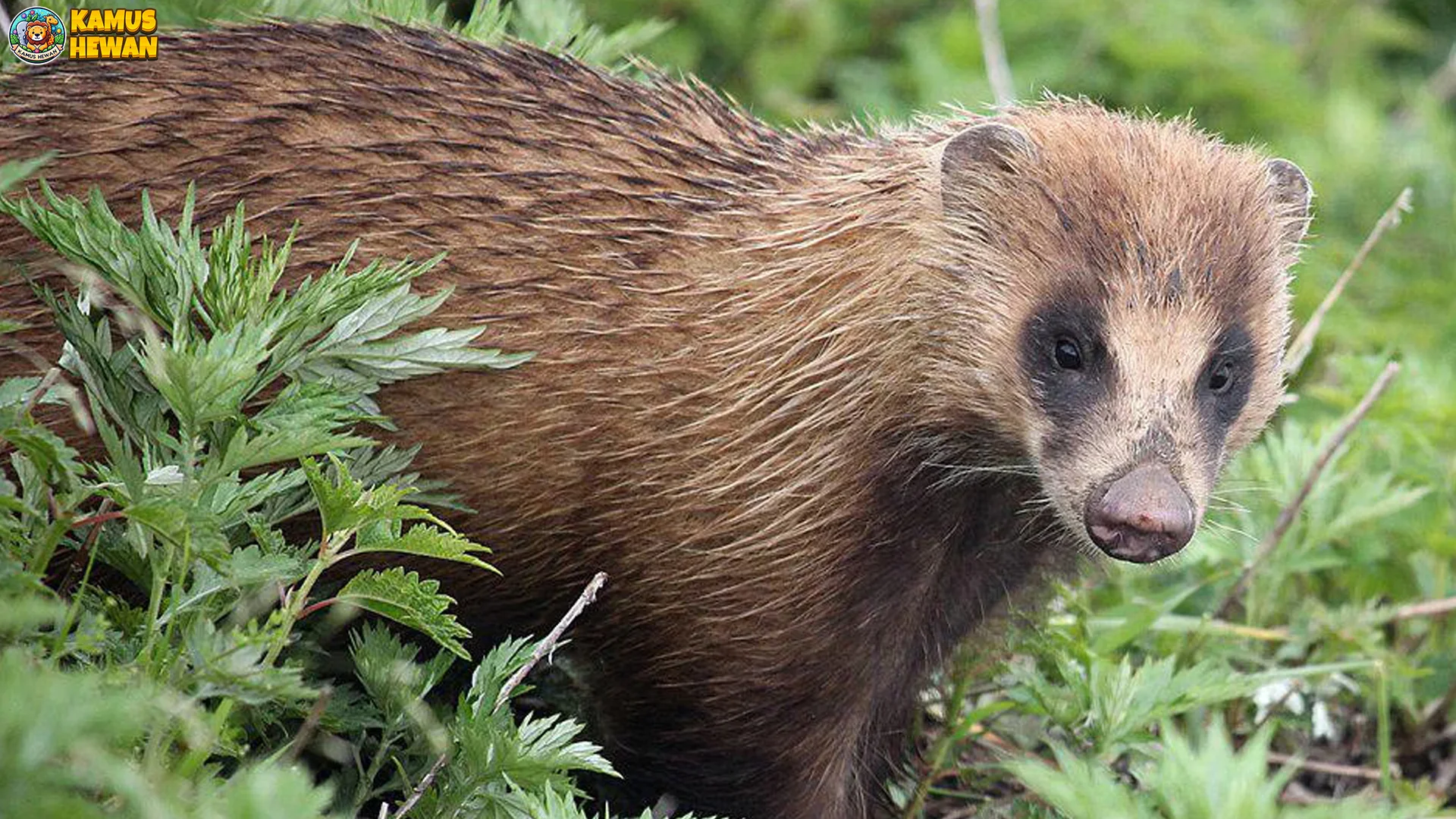 Pola Hidup Teledu Jepang 5 Strategi Bertahan Hidup di Alam Liar