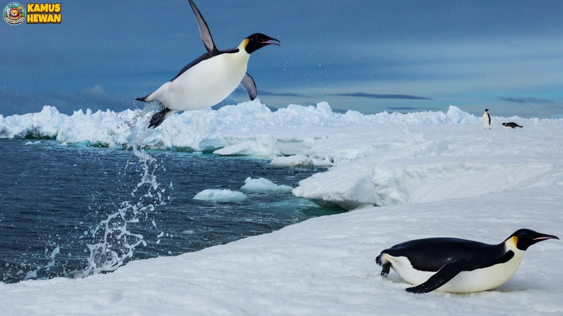 Adaptasi Hebat Penguin Bertahan di Suhu Ekstrem 2026