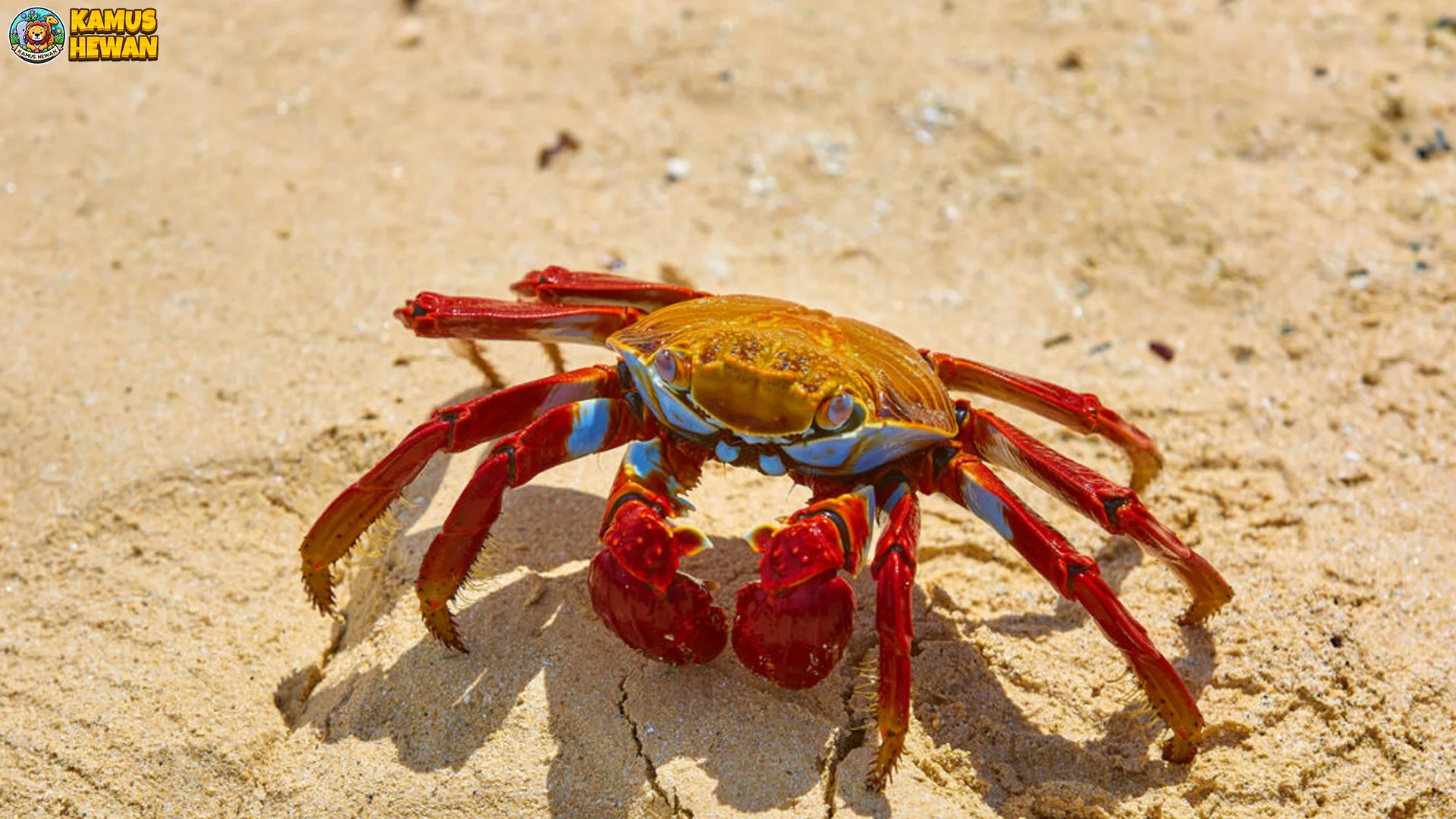 5 Jenis Kepiting Paling Menarik yang Bisa Ditemui di Alam Liar 2 5 Jenis Kepiting Paling Menarik yang Bisa Ditemui di Alam Liar