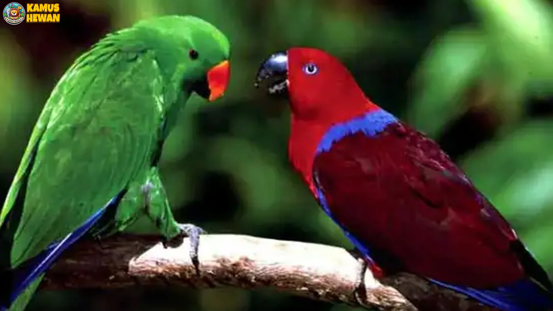 Nuri Bayan dan 4 Perbedaan Penting Antara Jenis Yang Sering Dijumpai