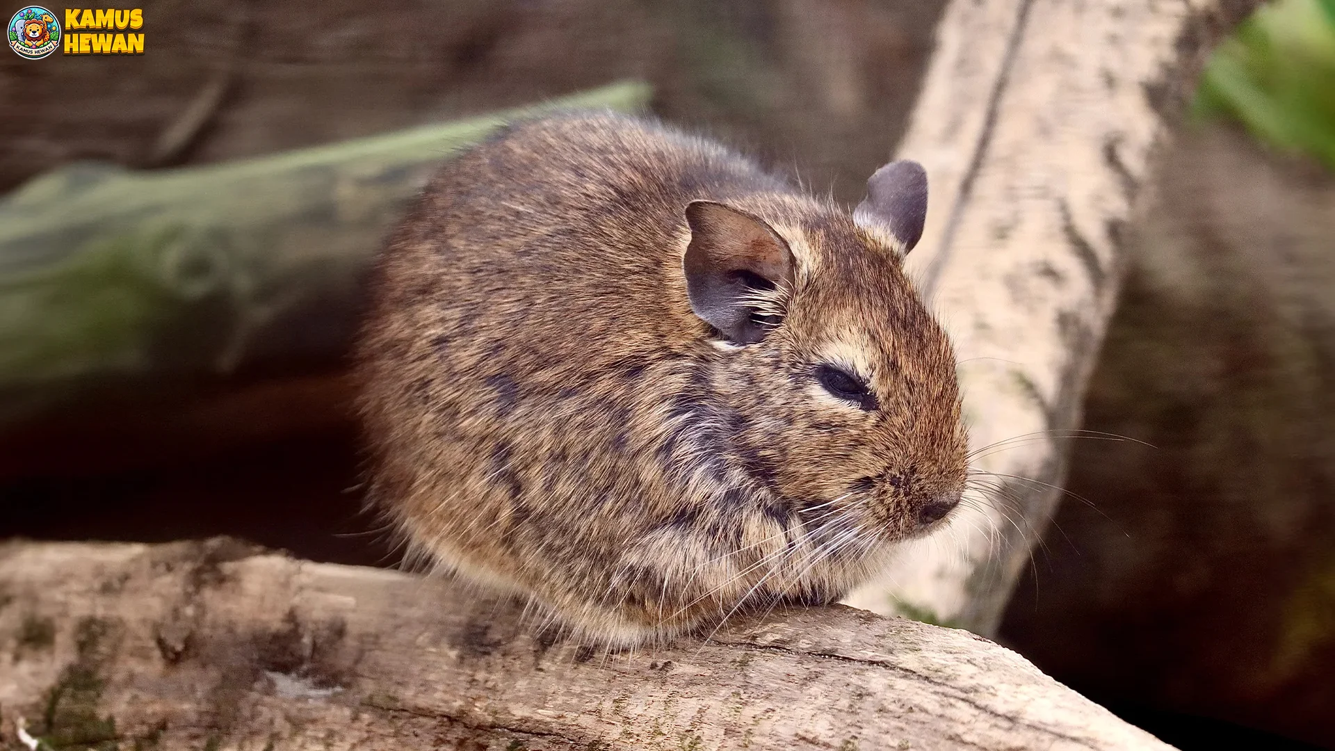 Perilaku Hewan Degu Bisa Terlihat Dalam 5 Fakta Lucu dan Unik