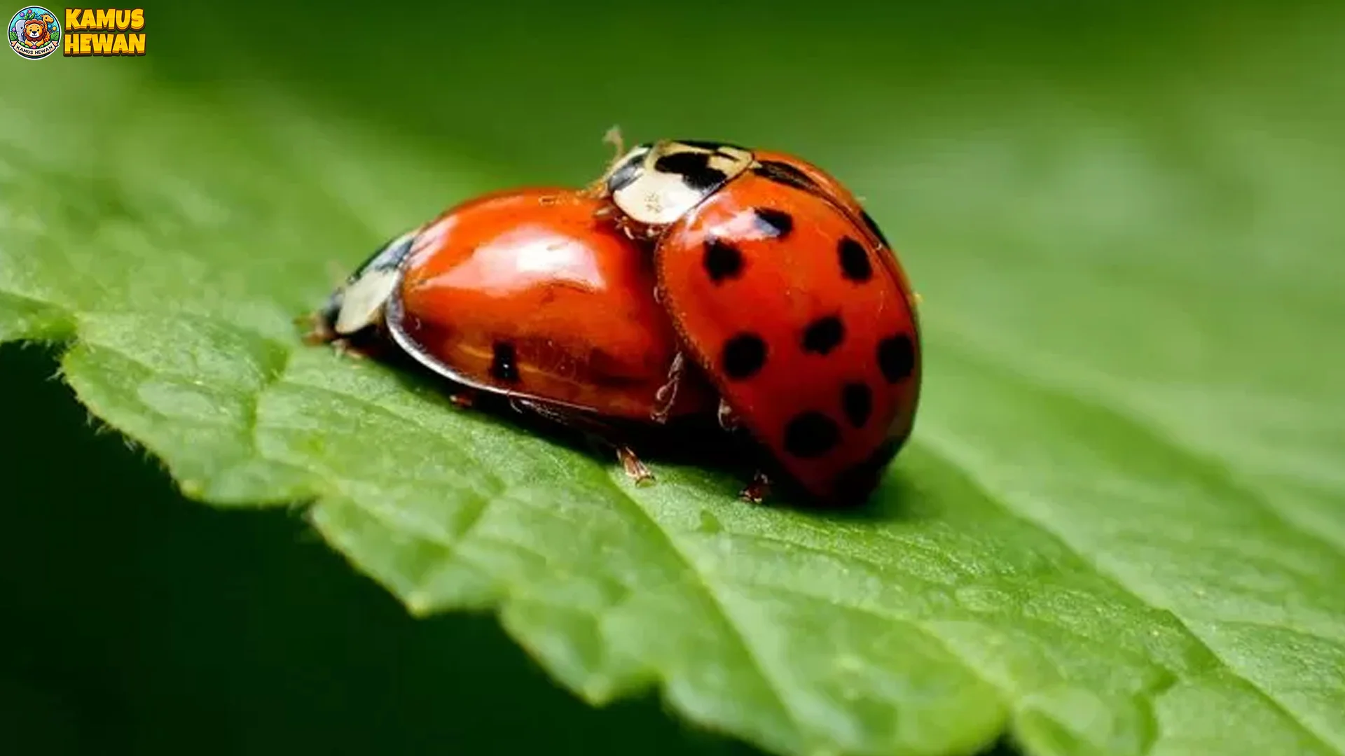 Perilaku Kumbang Koksi Dalam 5 Habitat Berbeda Di Alam Liar