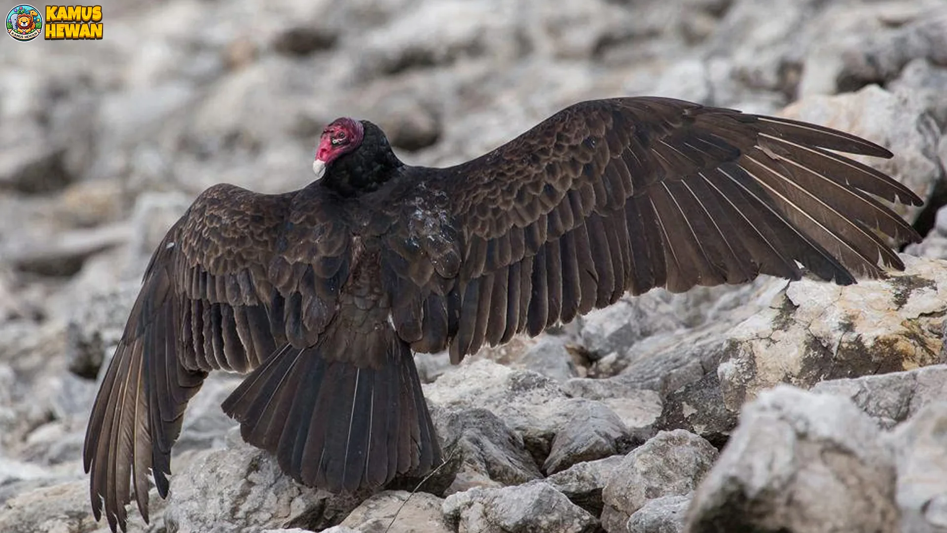 Hering Kalkun Memikat Dengan 5 Bukti Paling Menarik Bagi Pengamat 1 Hering Kalkun Memikat Dengan 5 Bukti Paling Menarik Bagi Pengamat