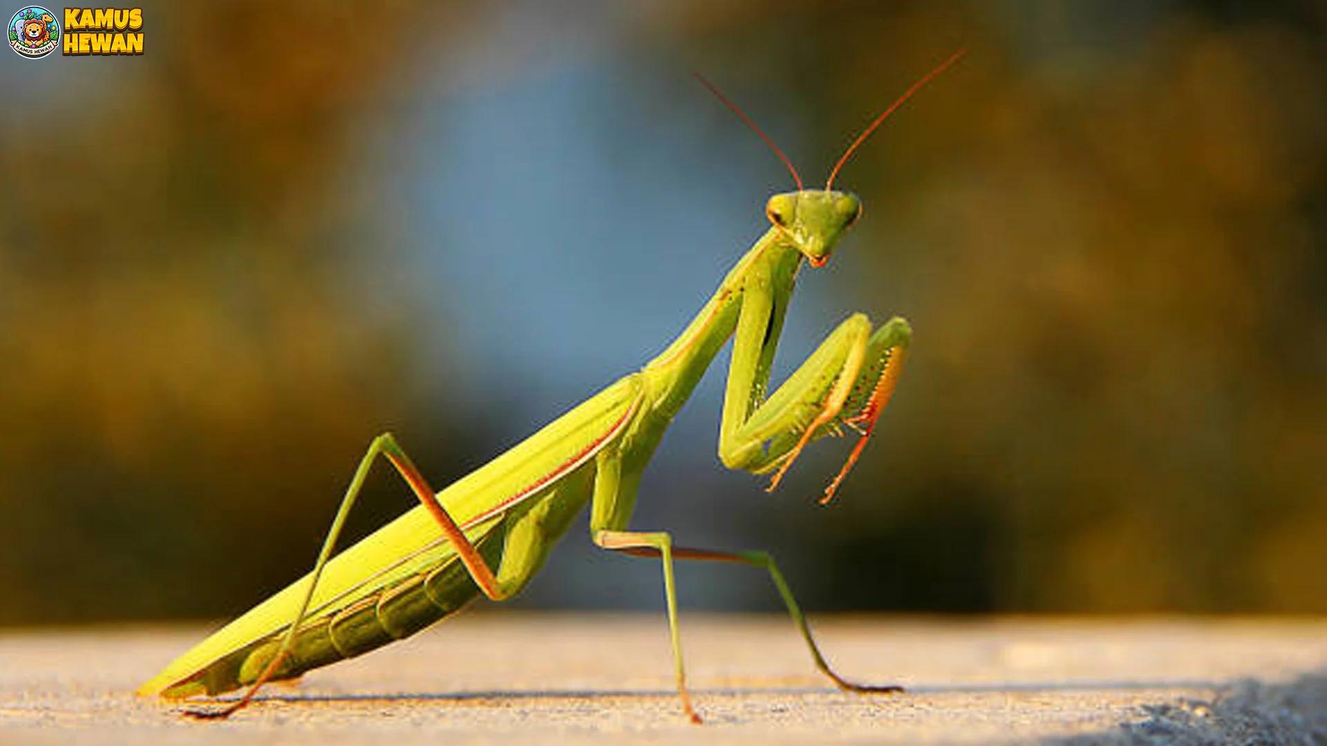 5 Bukti Baru Mengejutkan Tentang Belalang Sembah & Kemampuan Berburu